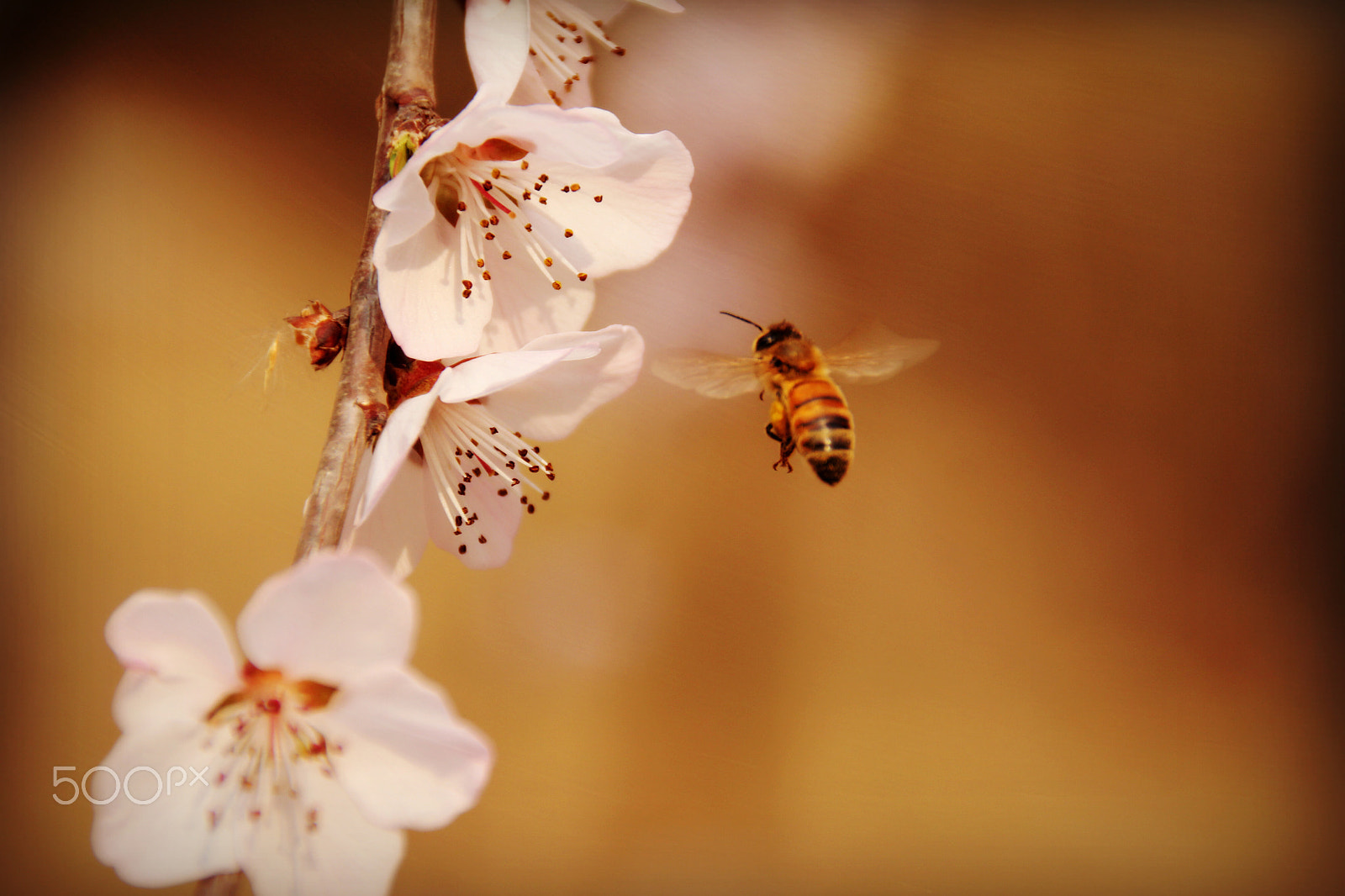 Canon EOS 550D (EOS Rebel T2i / EOS Kiss X4) sample photo. 你的照片 photography