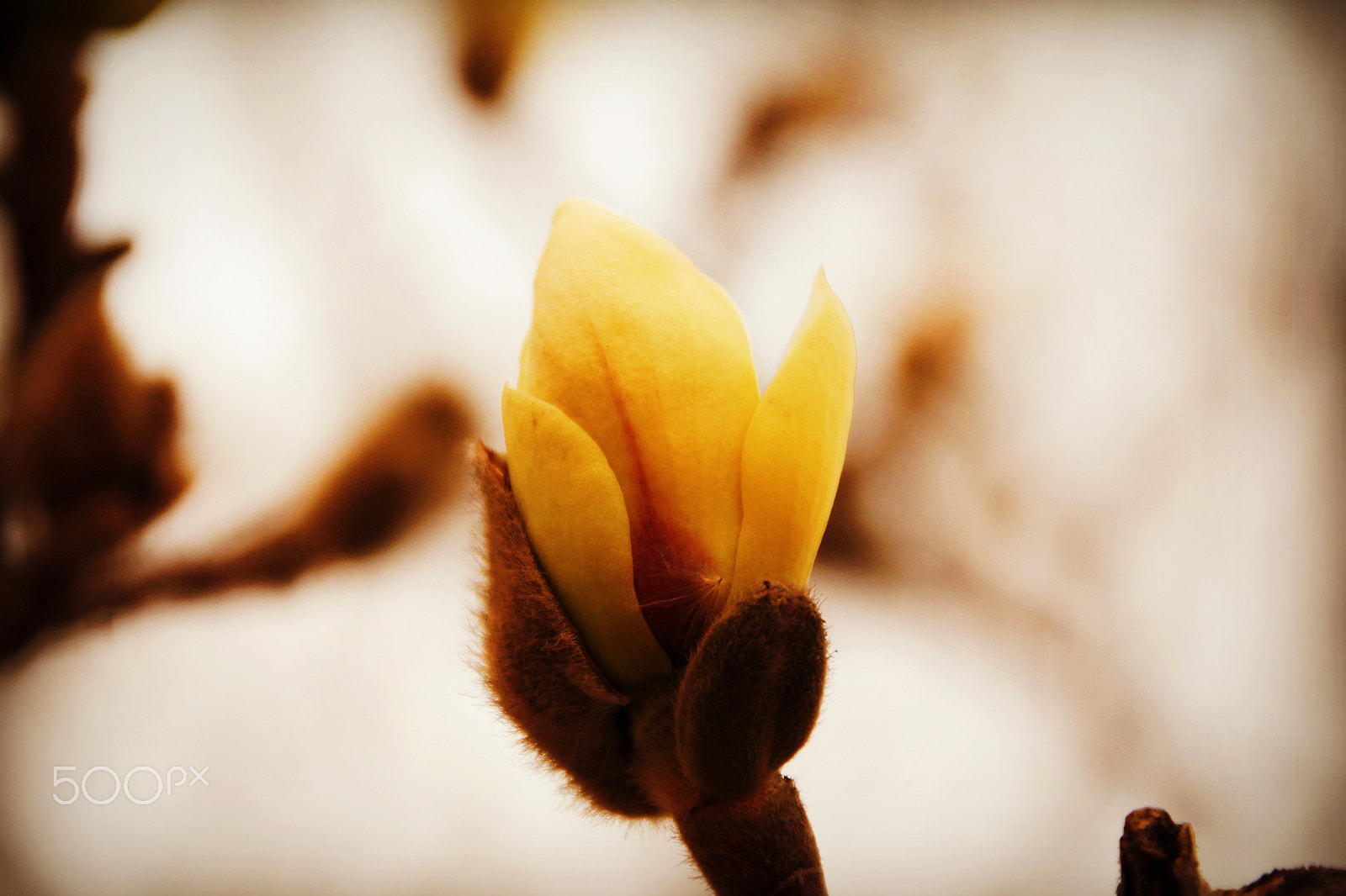Canon EOS 550D (EOS Rebel T2i / EOS Kiss X4) sample photo. 你的照片 photography