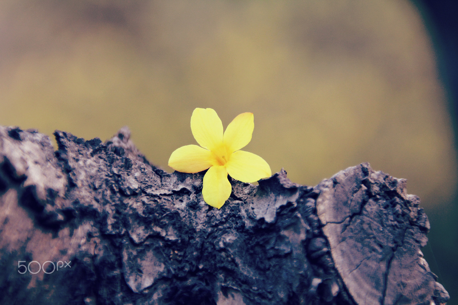 Canon EOS 550D (EOS Rebel T2i / EOS Kiss X4) sample photo. 你的照片 photography