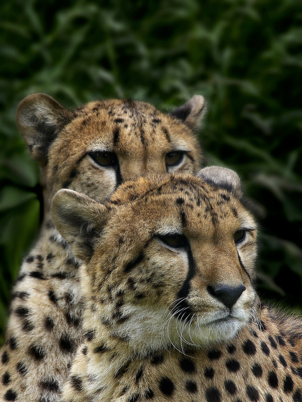 Sigma 150-500mm F5-6.3 DG OS HSM sample photo. Twins - clk photography
