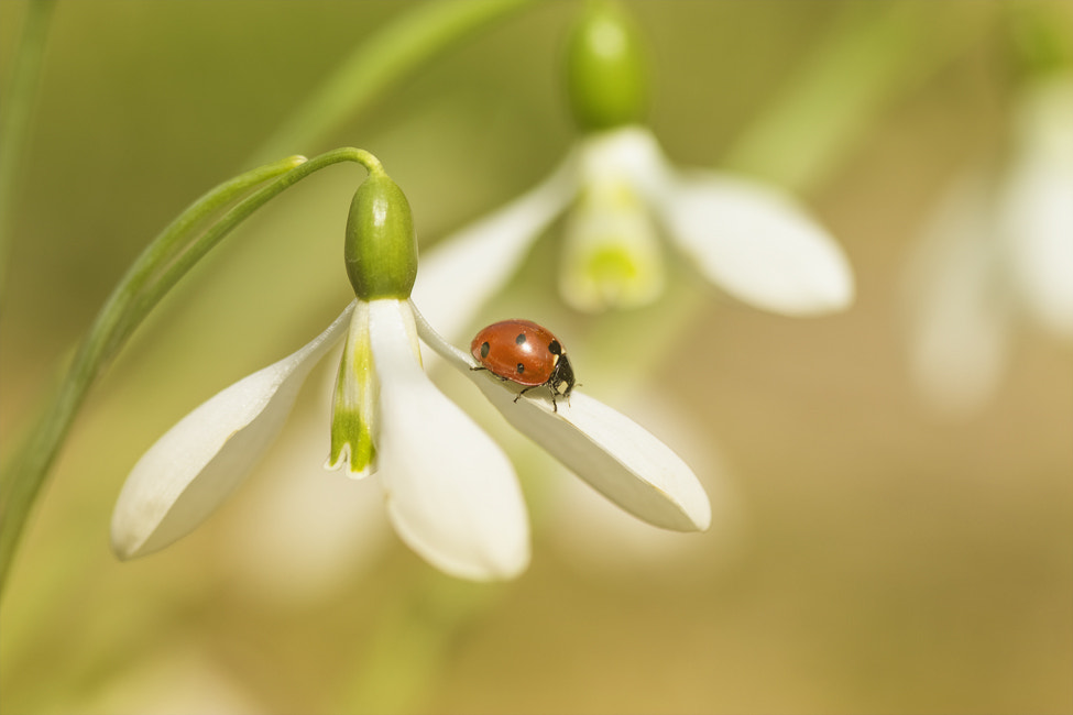 Canon EF 100mm F2.8 Macro USM sample photo. Ladybug photography