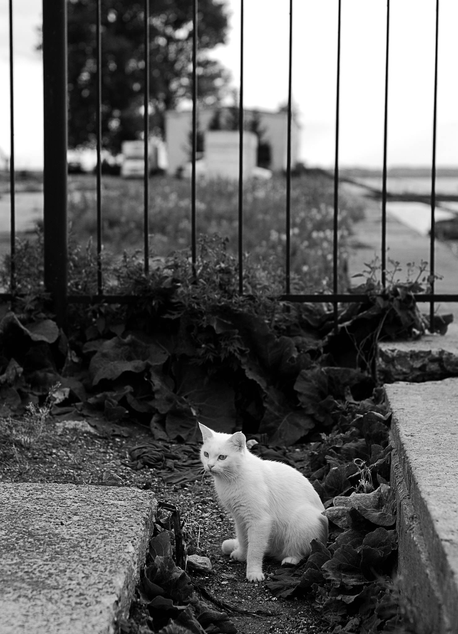 Nikon D80 sample photo. White cat photography