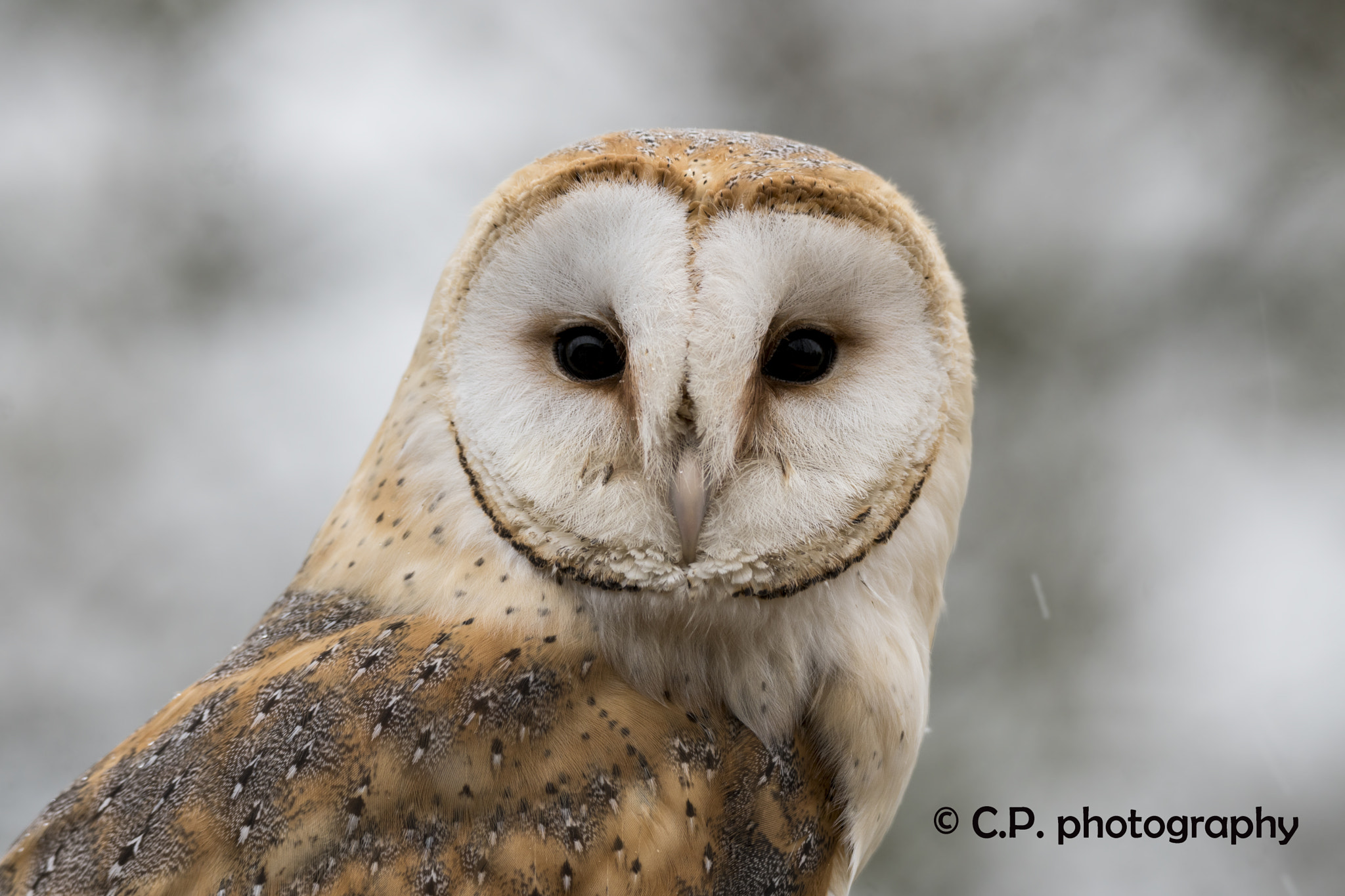 Sony a6300 sample photo. Barn owl portrait photography