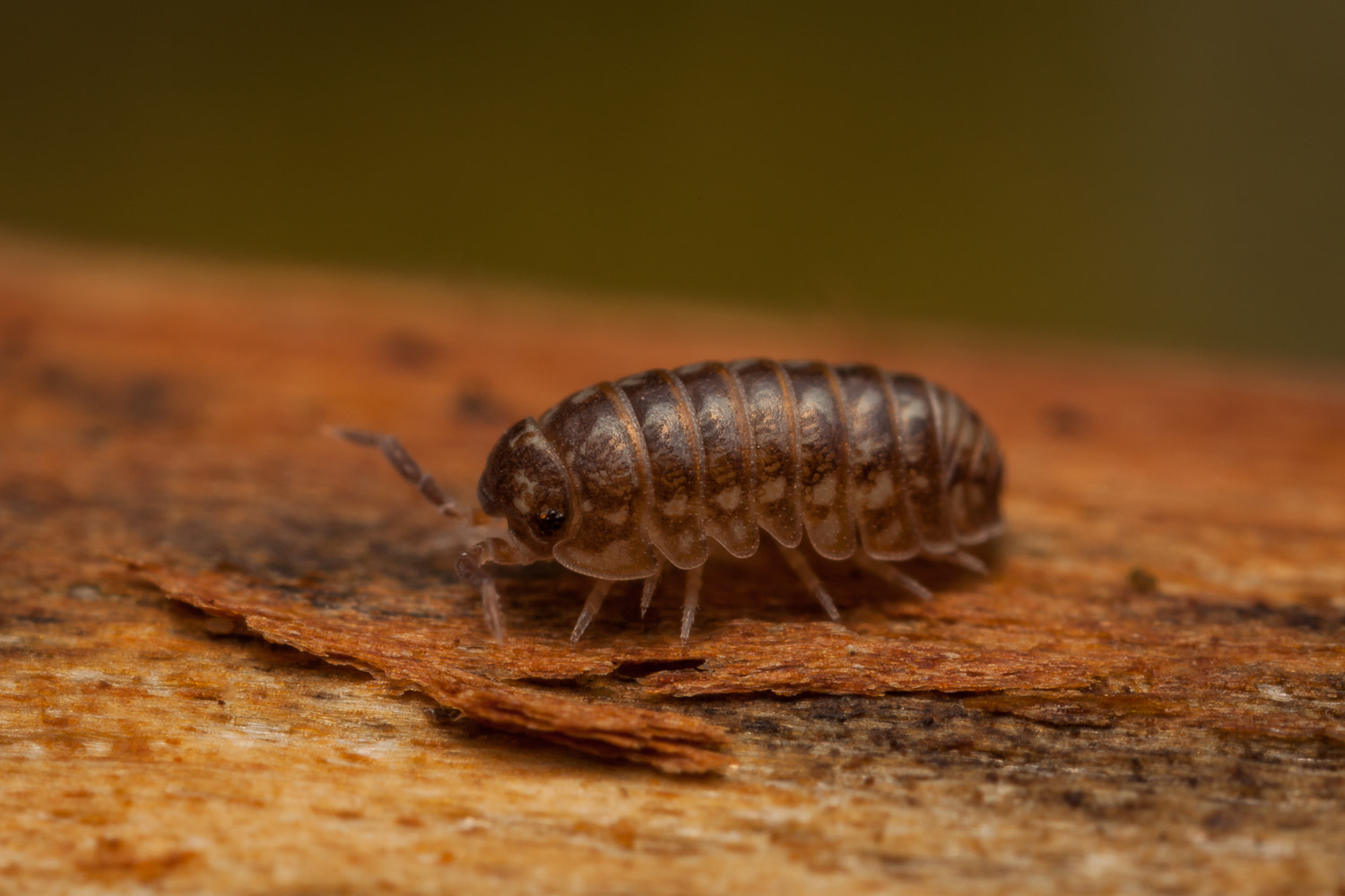 Canon EOS 5D Mark II + Canon MP-E 65mm F2.5 1-5x Macro Photo sample photo. Trichoniscus pusillus photography