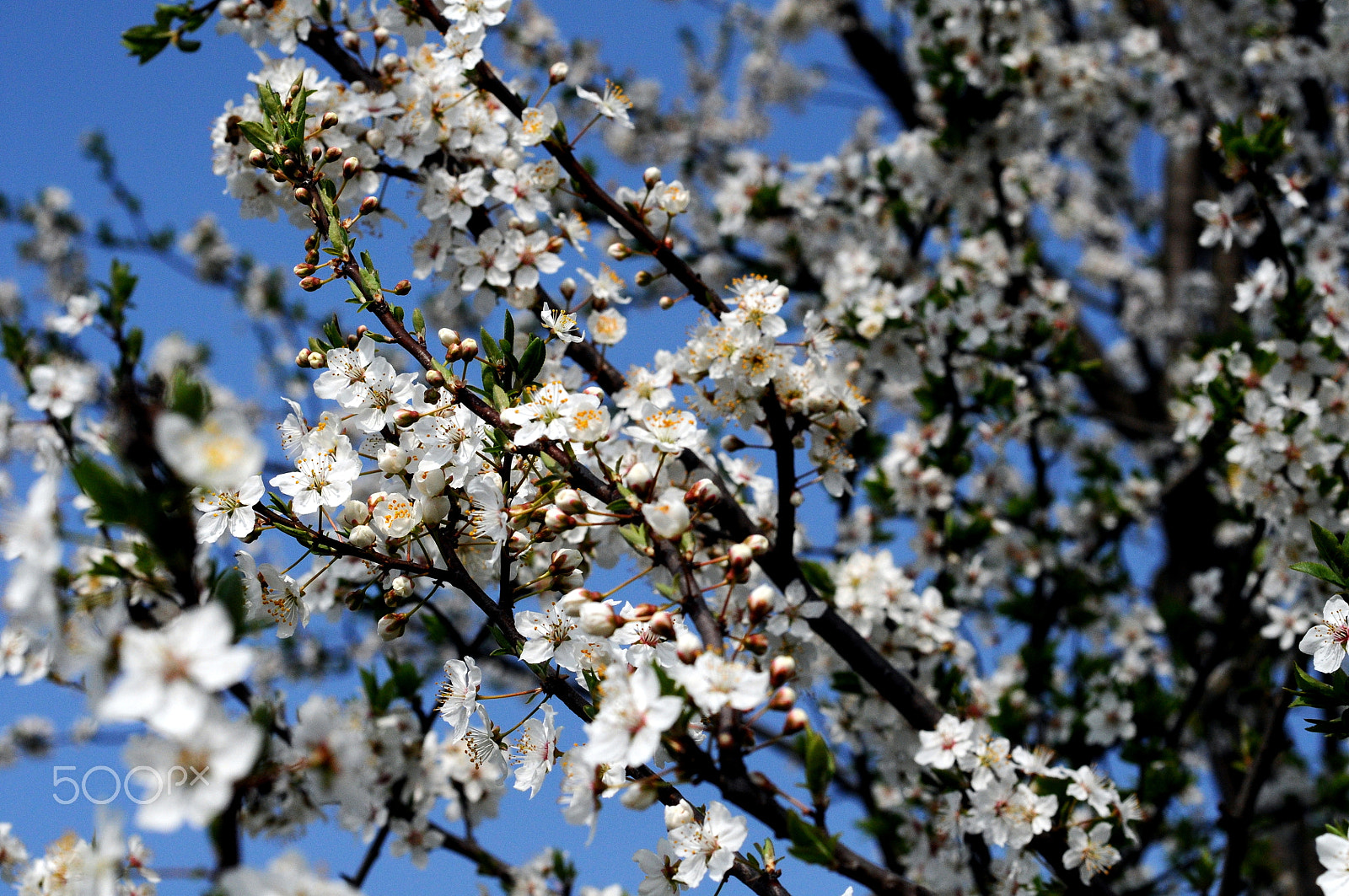 Nikon D90 + Nikon AF Micro-Nikkor 60mm F2.8D sample photo. Spring explosion photography