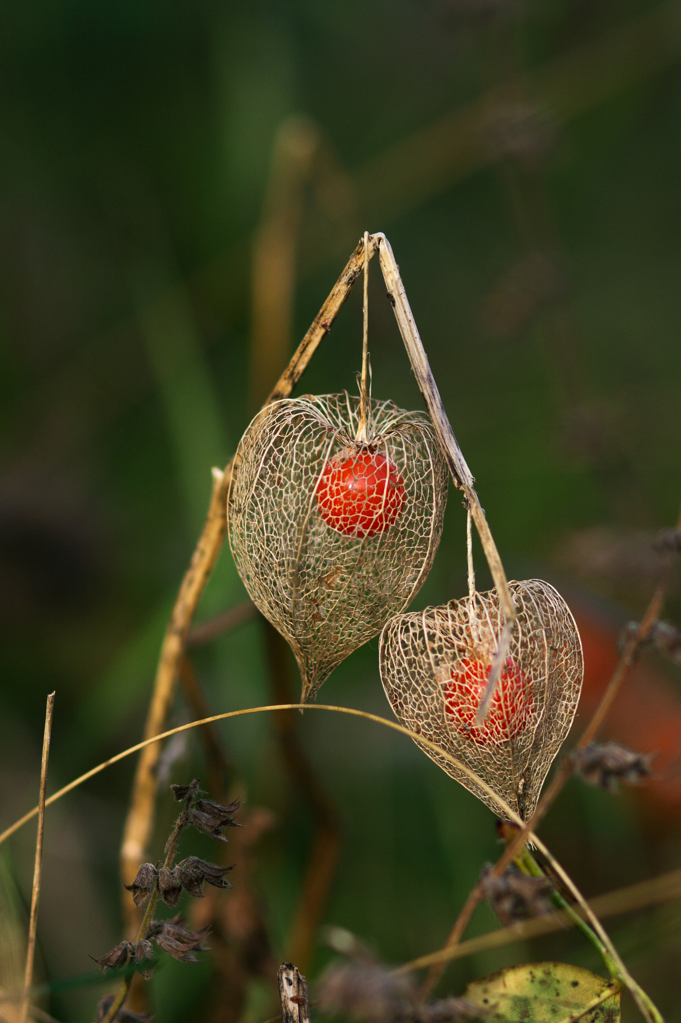 Canon EOS 60D + Canon EF 85mm F1.8 USM sample photo. Physalis family photography