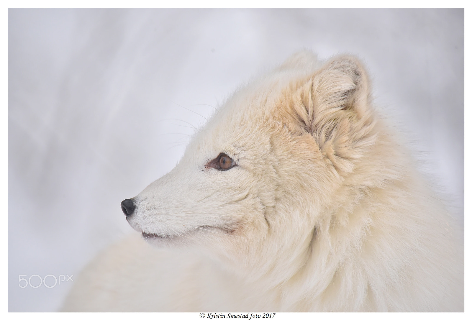 Nikon D750 + Sigma 50-500mm F4.5-6.3 DG OS HSM sample photo. Polar fox photography