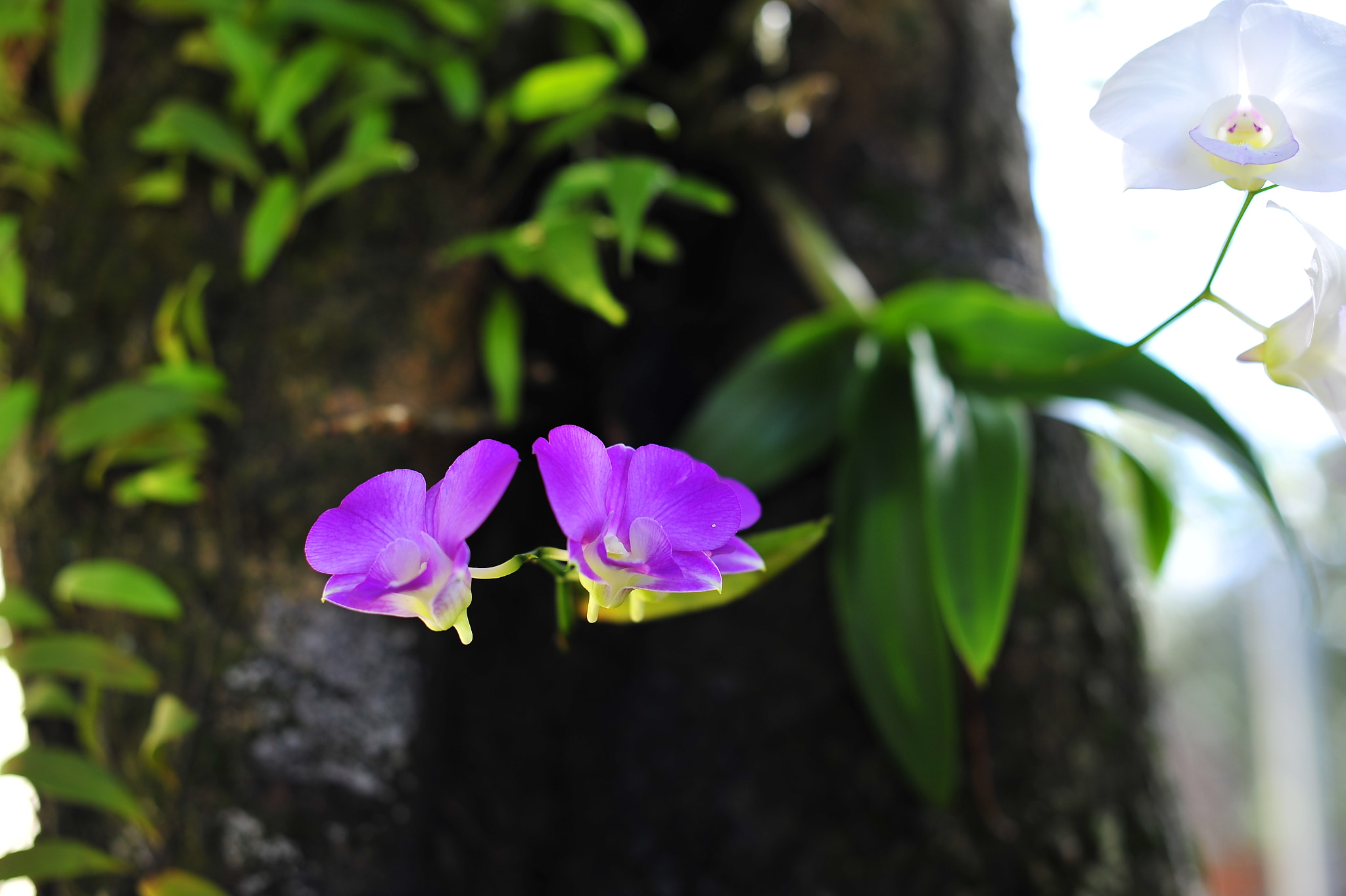 Nikon D3 + Nikon AF-S Nikkor 50mm F1.4G sample photo. Orchi flower photography