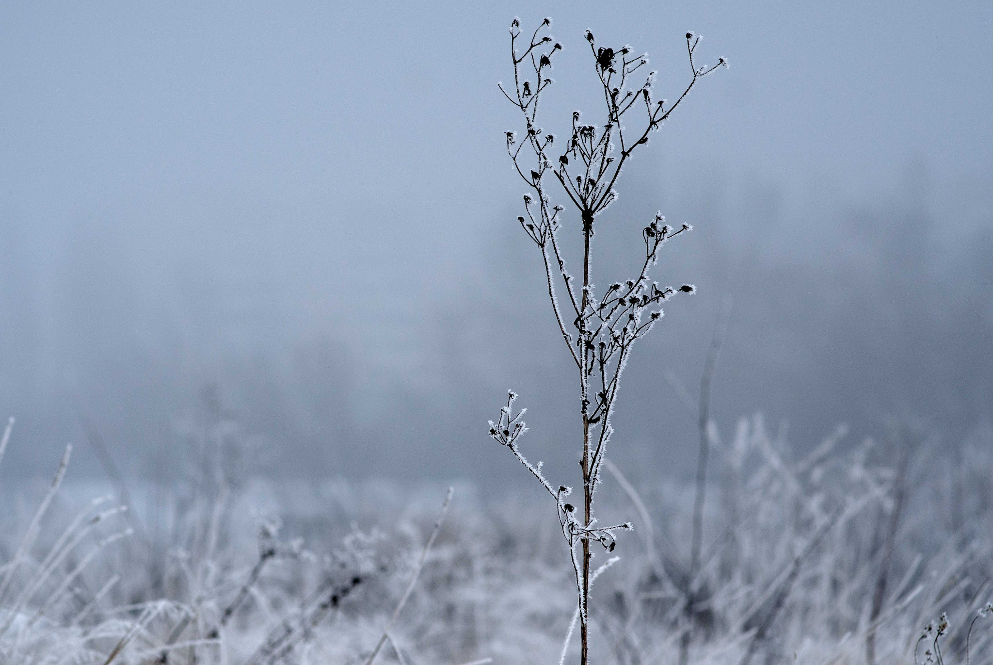 Nikon D7000 + Sigma 85mm F1.4 EX DG HSM sample photo. Lonly winter photography