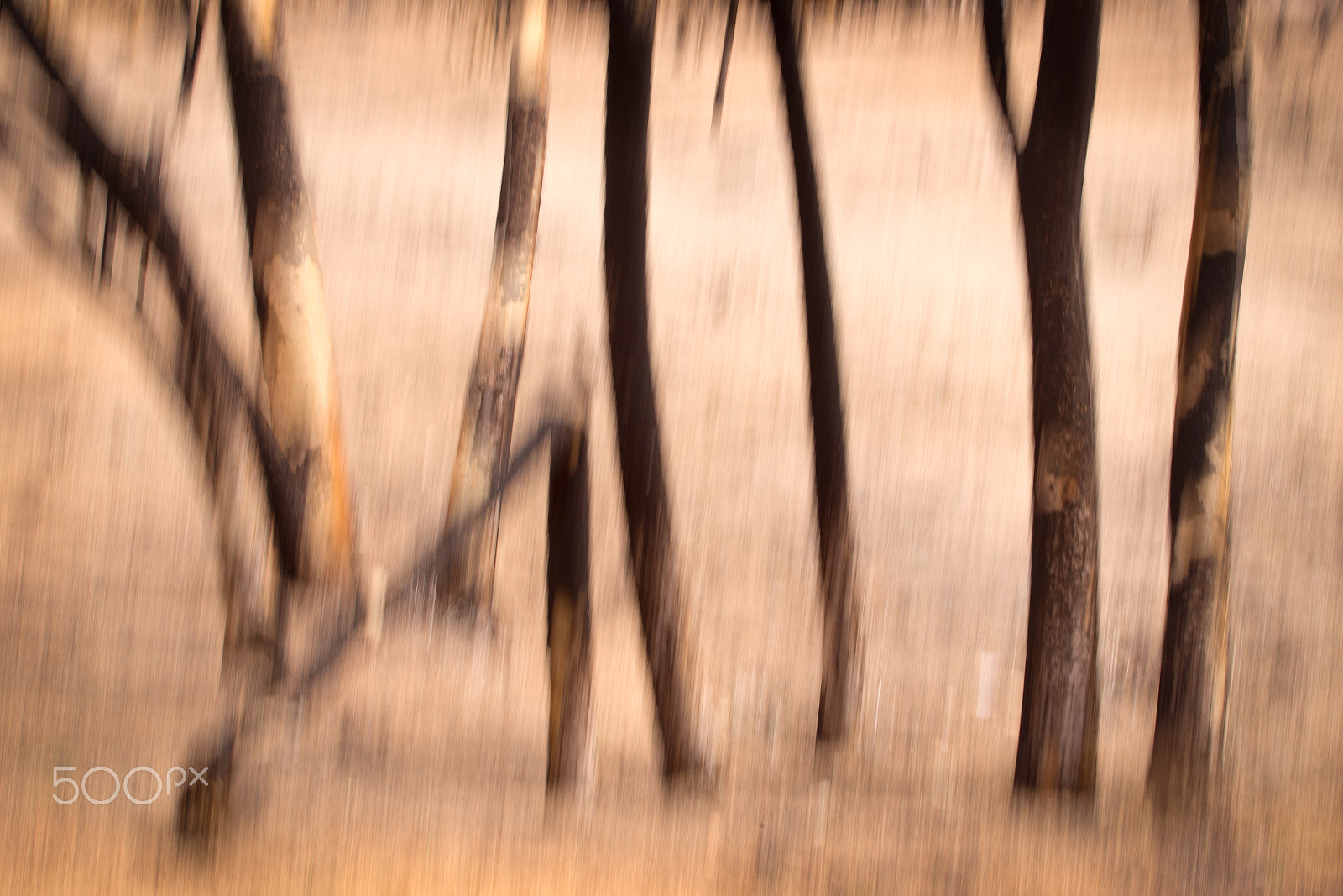 Nikon AF-S Nikkor 70-200mm F4G ED VR sample photo. Scars photography