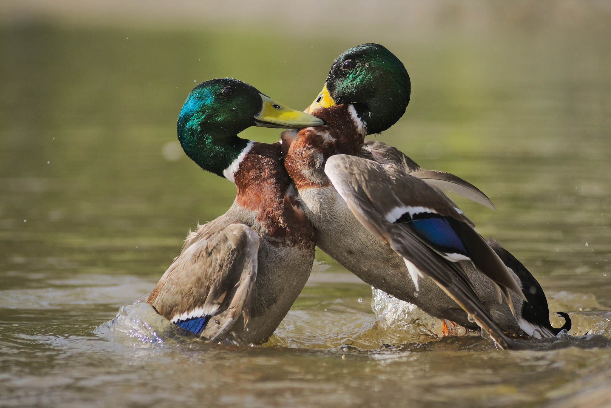 Sony ILCA-77M2 sample photo. Mallards fighting photography