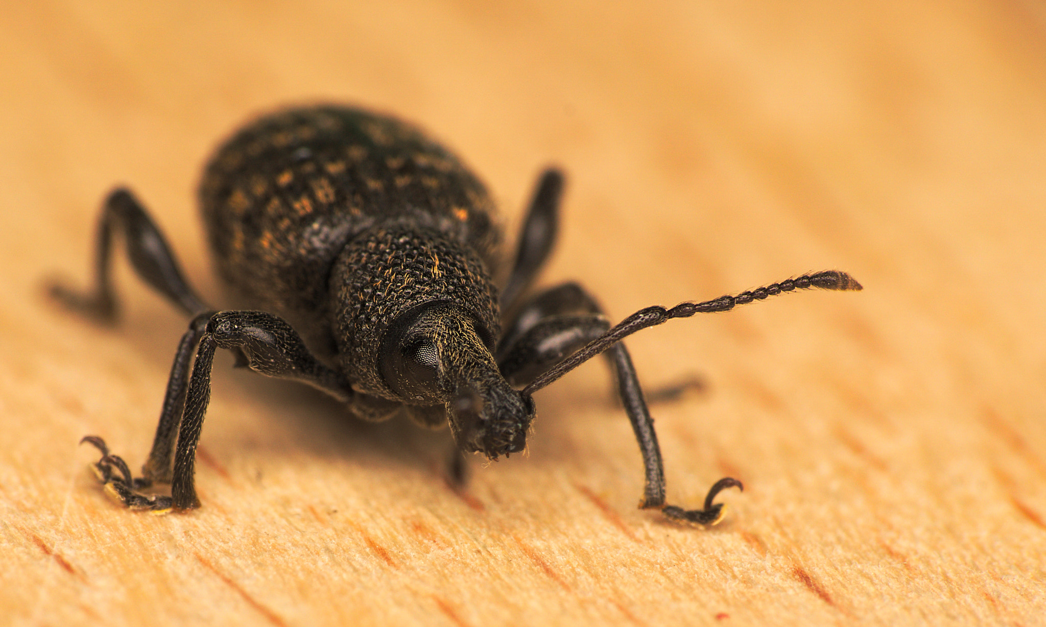 Sigma 70-300mm F4-5.6 DL Macro sample photo. Weevil photography