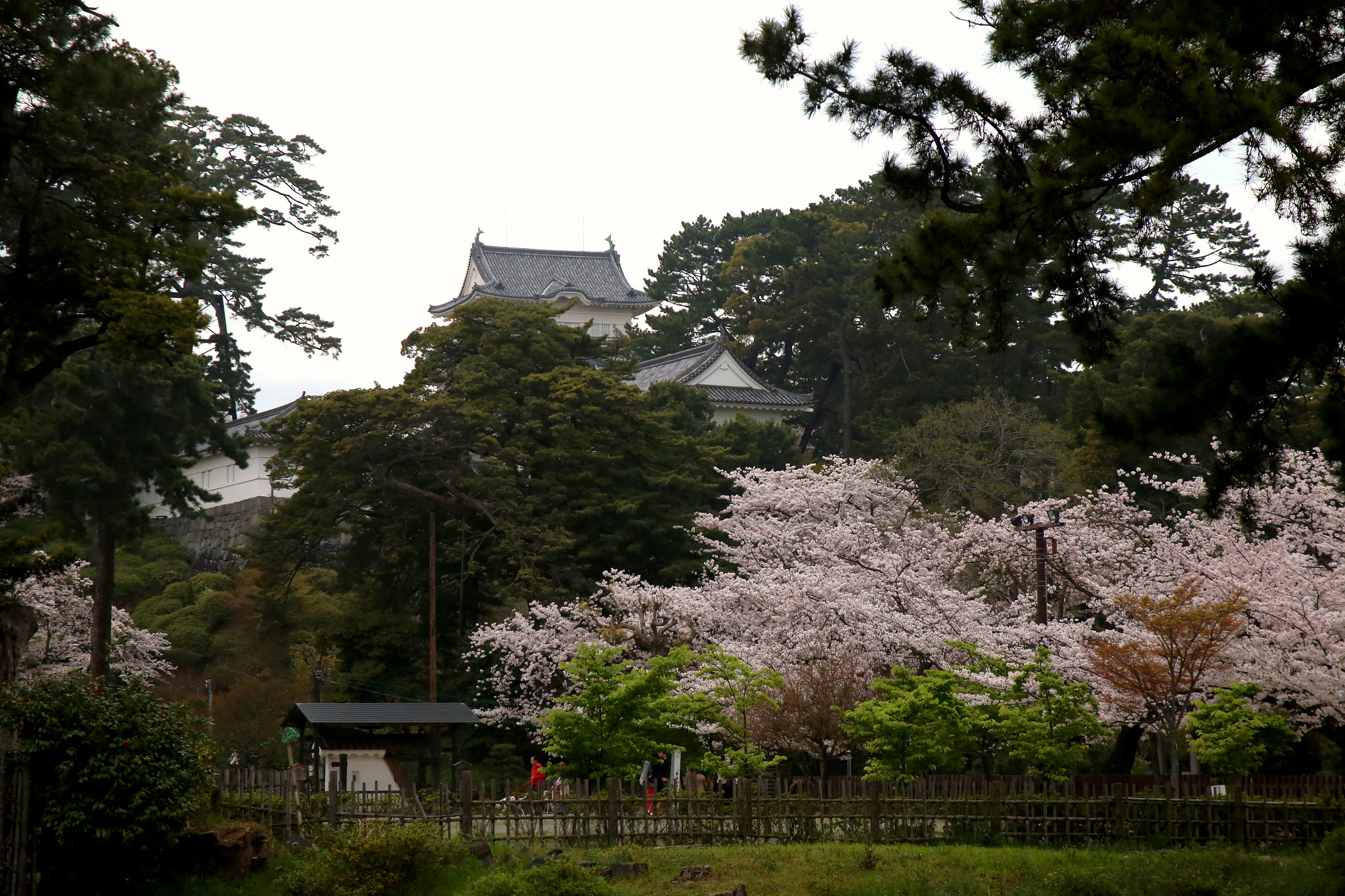 Canon EOS 6D + Canon EF 28-105mm f/3.5-4.5 USM sample photo. Spring in odawara photography