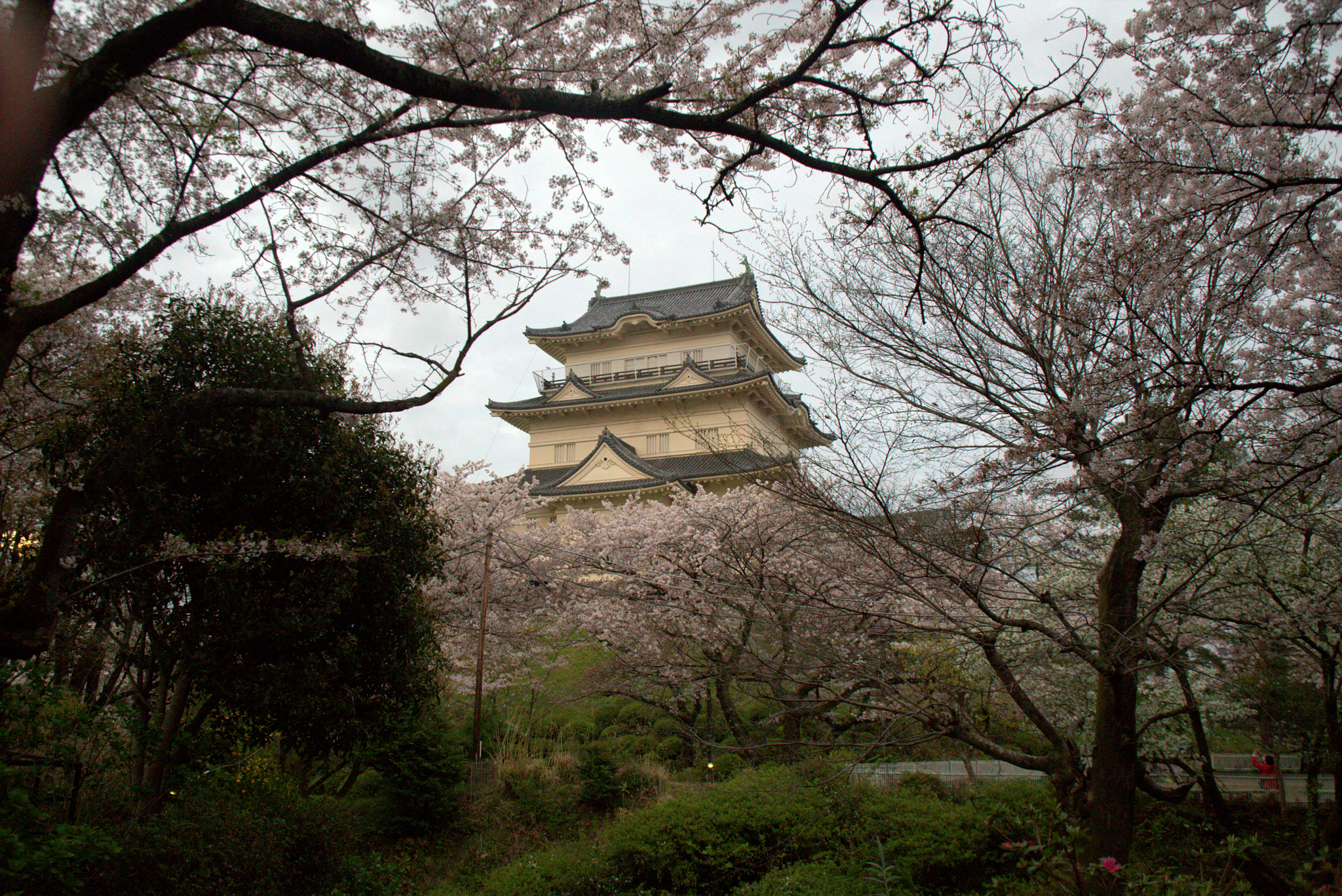 Canon EOS 6D + Canon EF 28-105mm f/3.5-4.5 USM sample photo. Odawara castle in the cherry blossoms photography