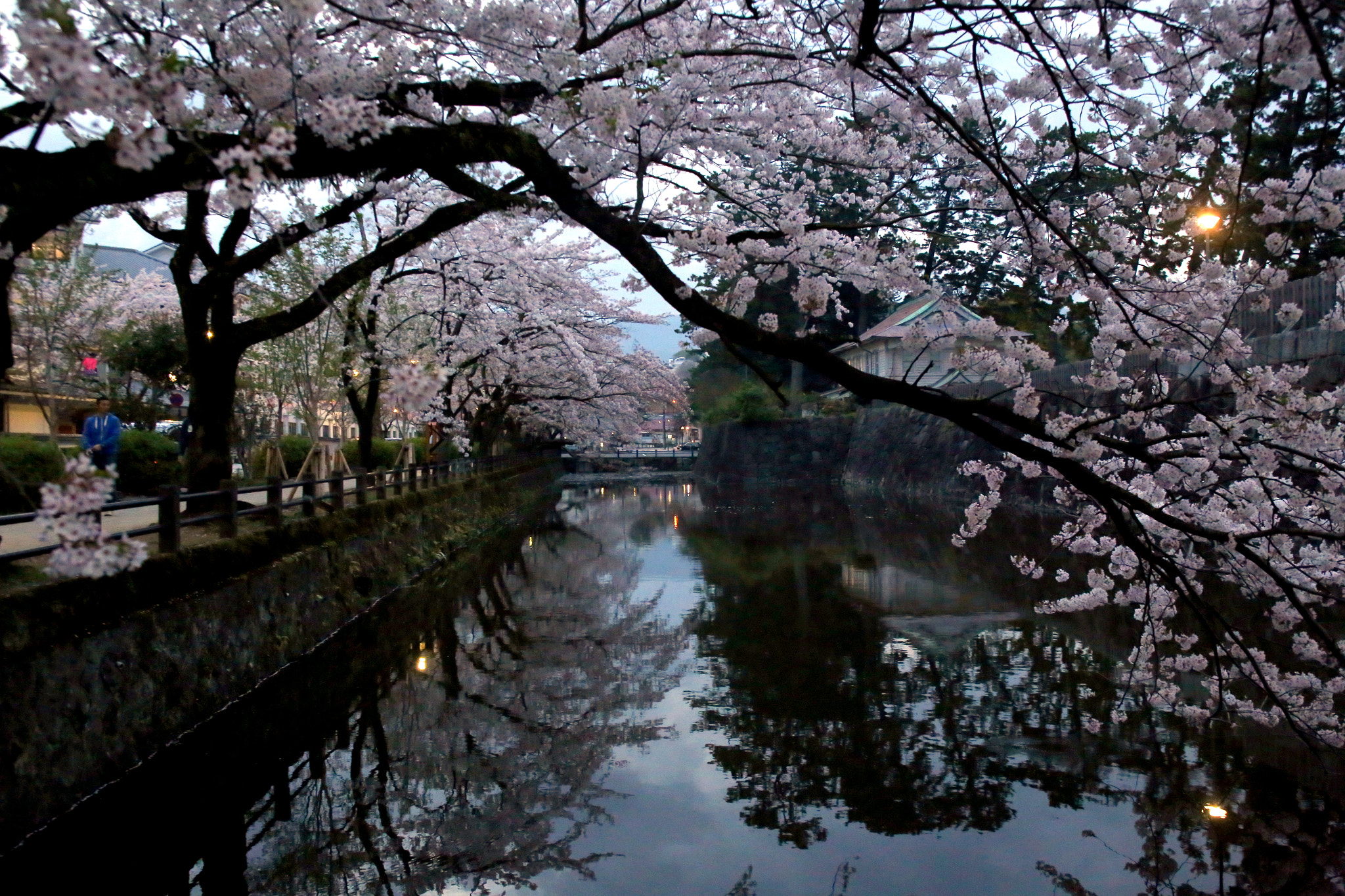 Canon EOS 6D sample photo. Moat under the cherry trees photography