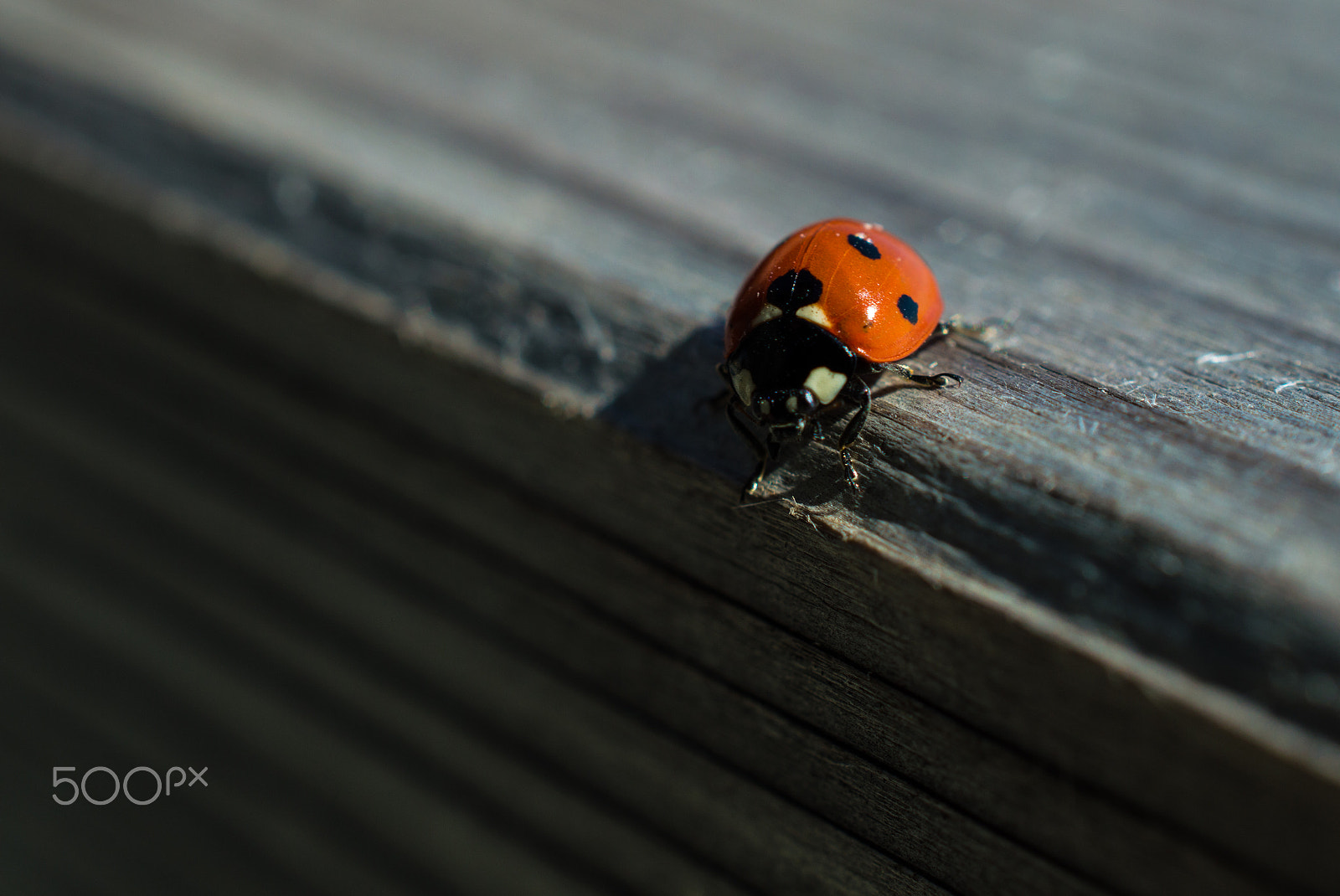 Nikon AF-S DX Micro Nikkor 40mm F2.8 sample photo. Ladybug on wood photography