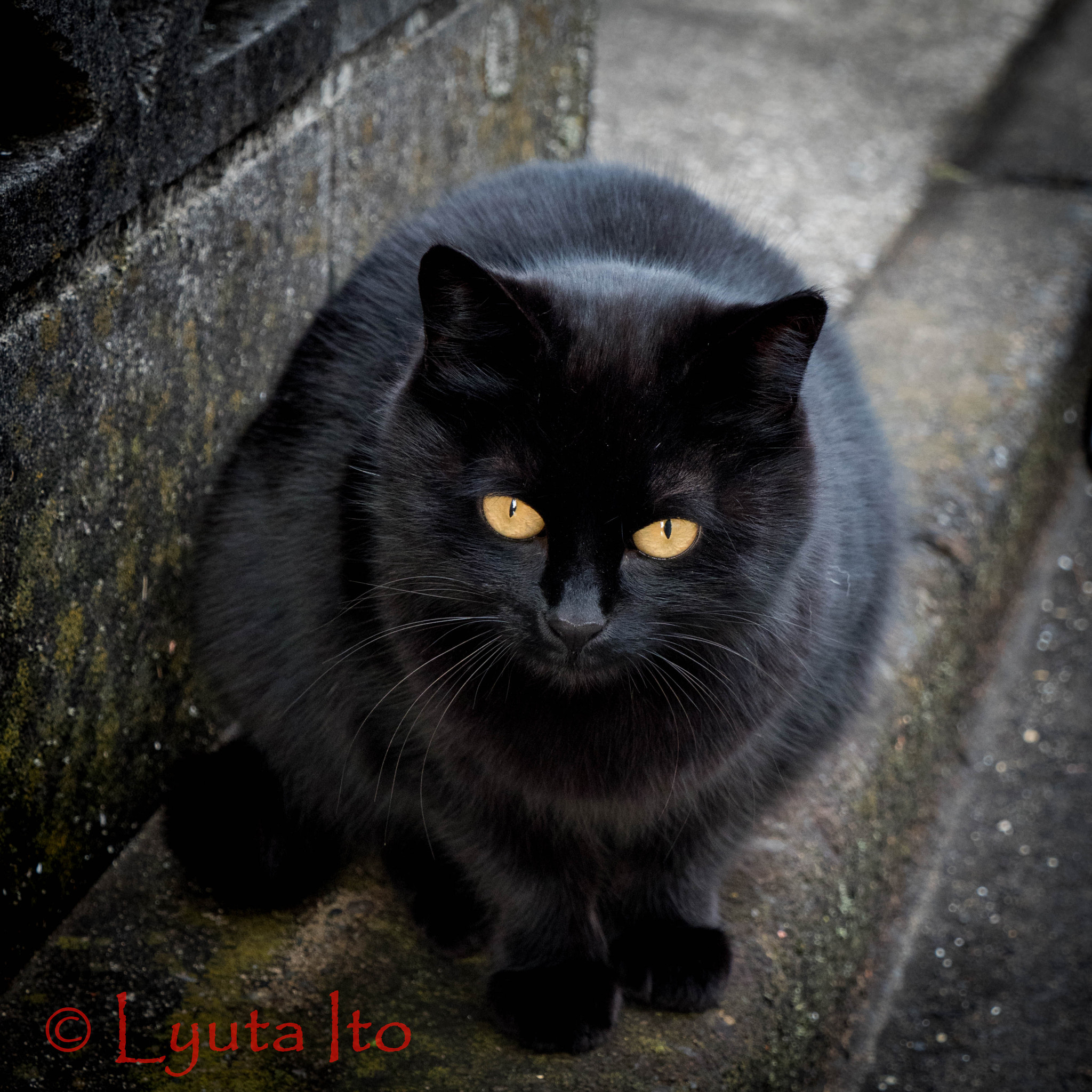 Olympus OM-D E-M1 Mark II sample photo. A black cat photography