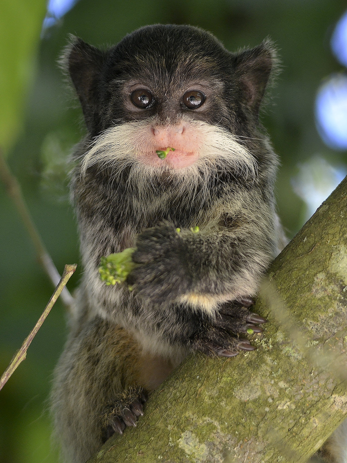 Nikon D7000 + Sigma 150-500mm F5-6.3 DG OS HSM sample photo. Emperor tamarin photography