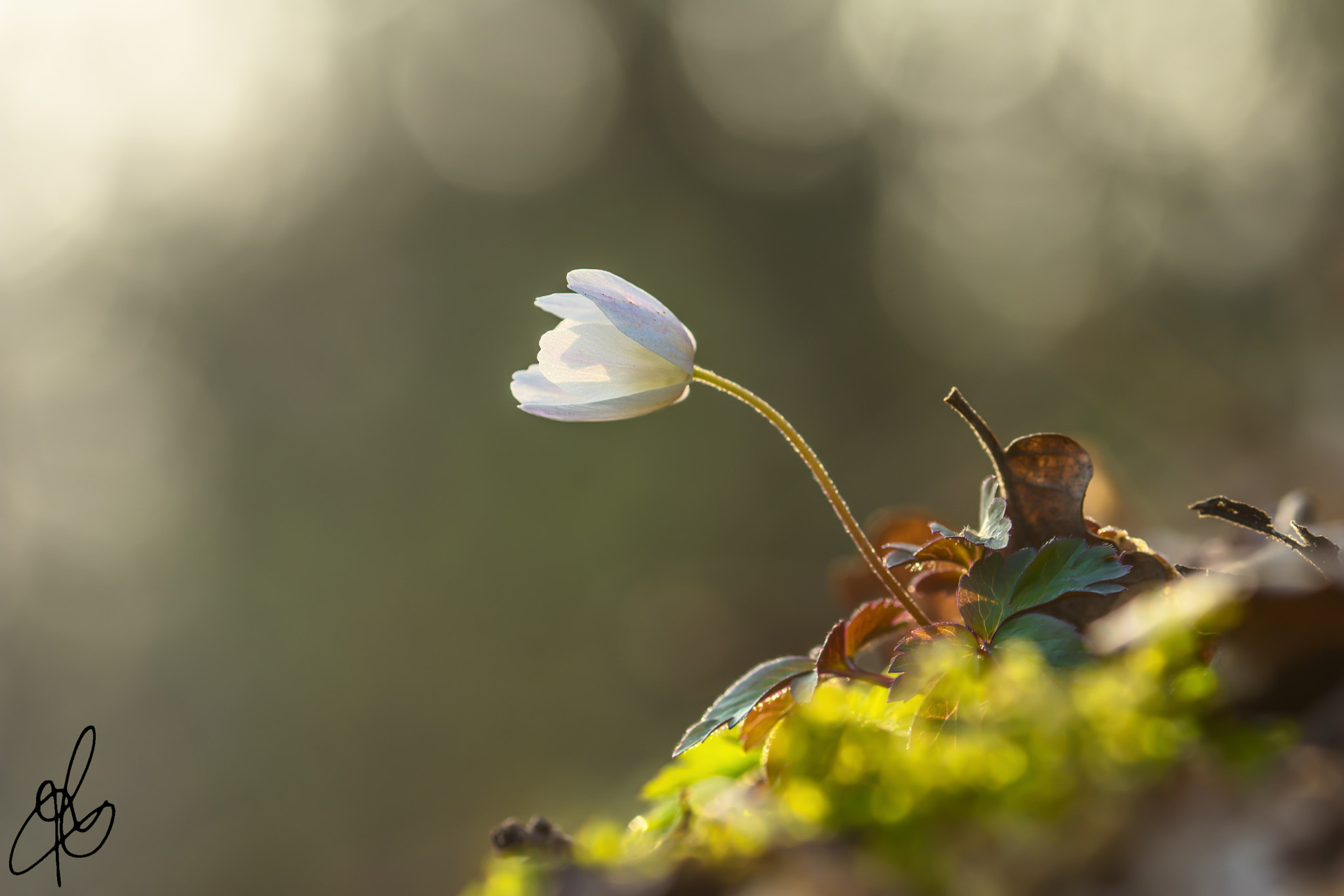 Sigma 105mm F2.8 EX DG OS HSM sample photo. Il risveglio photography