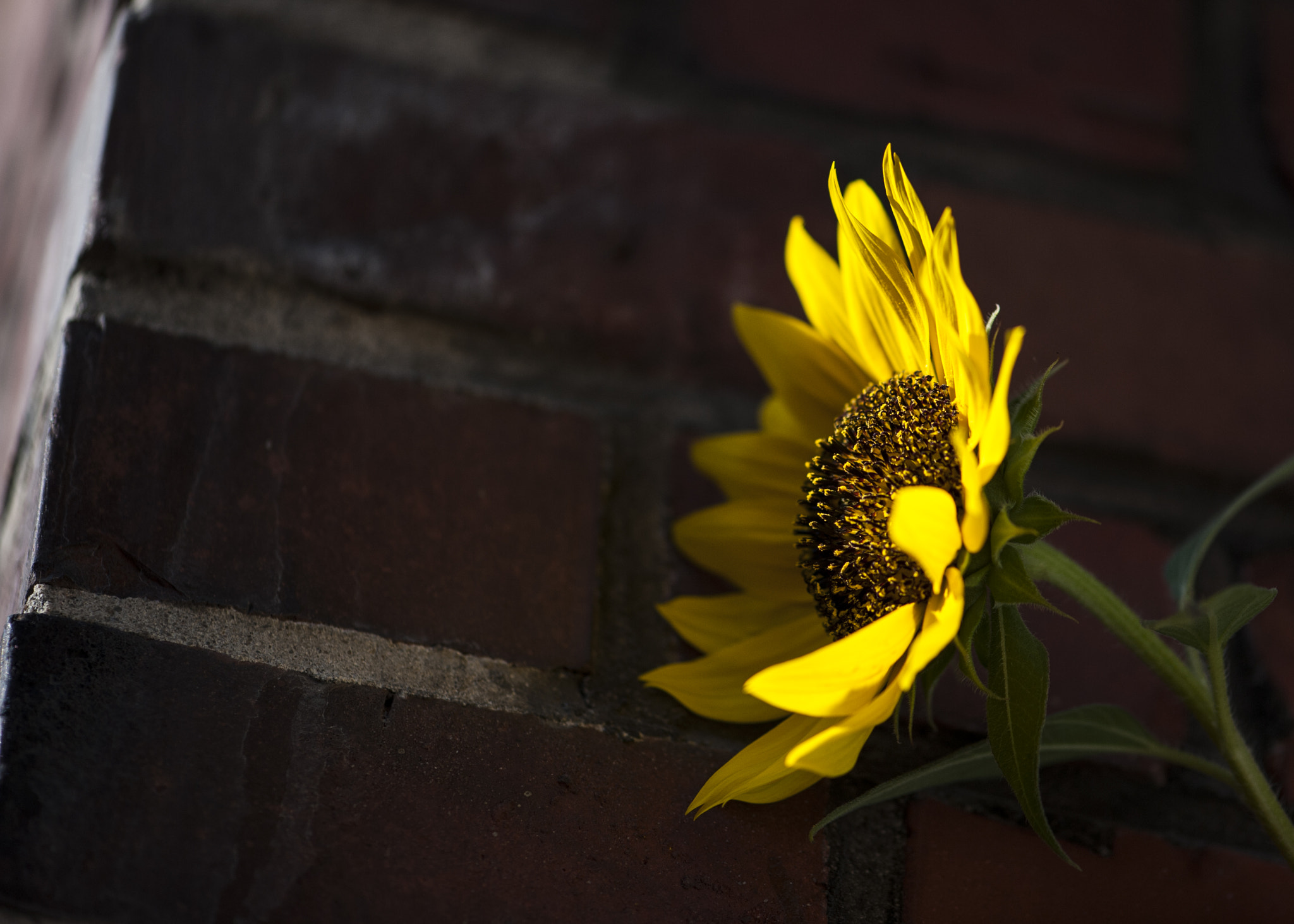 Nikon AF-S Micro-Nikkor 105mm F2.8G IF-ED VR sample photo. Into the light photography