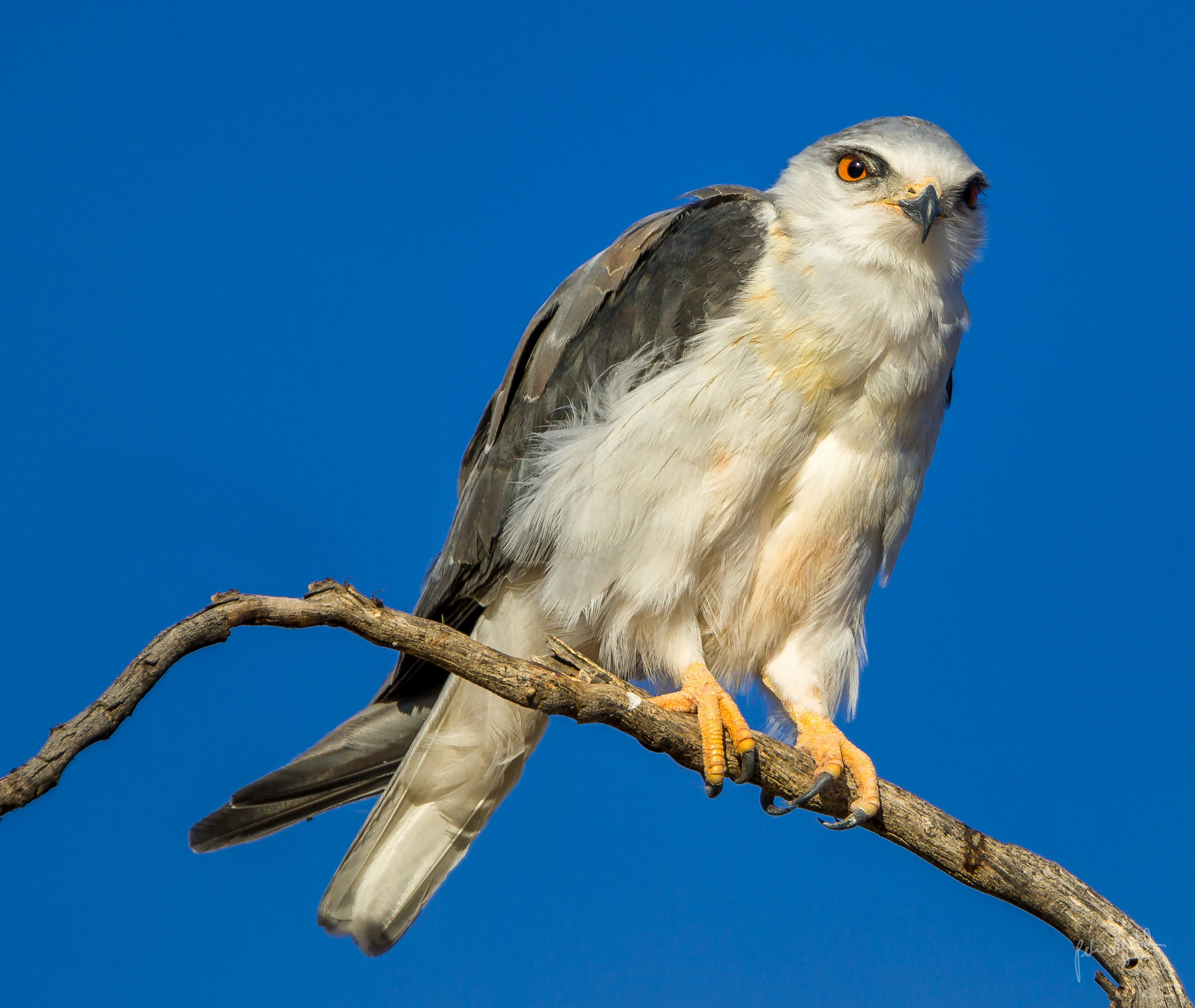 Canon EOS 5D Mark IV + Canon EF 300mm F2.8L IS II USM sample photo. Kite photography