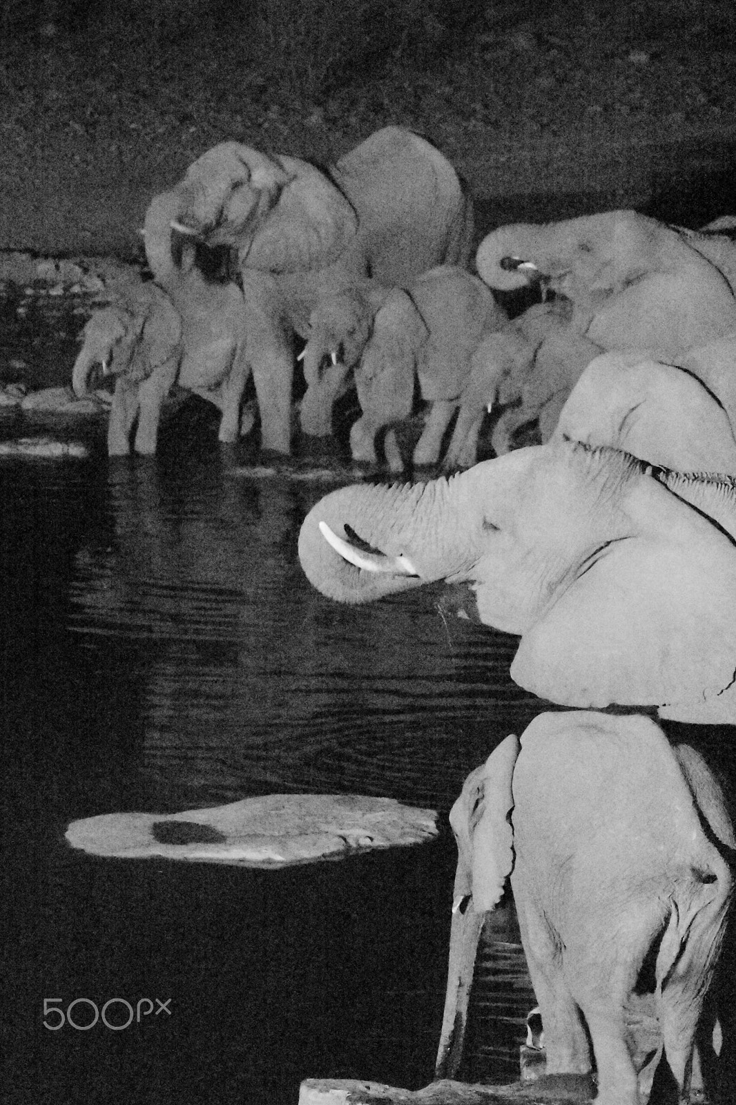 Nikon D7200 + Sigma 150-600mm F5-6.3 DG OS HSM | S sample photo. Elephants at night at halali waterhole photography