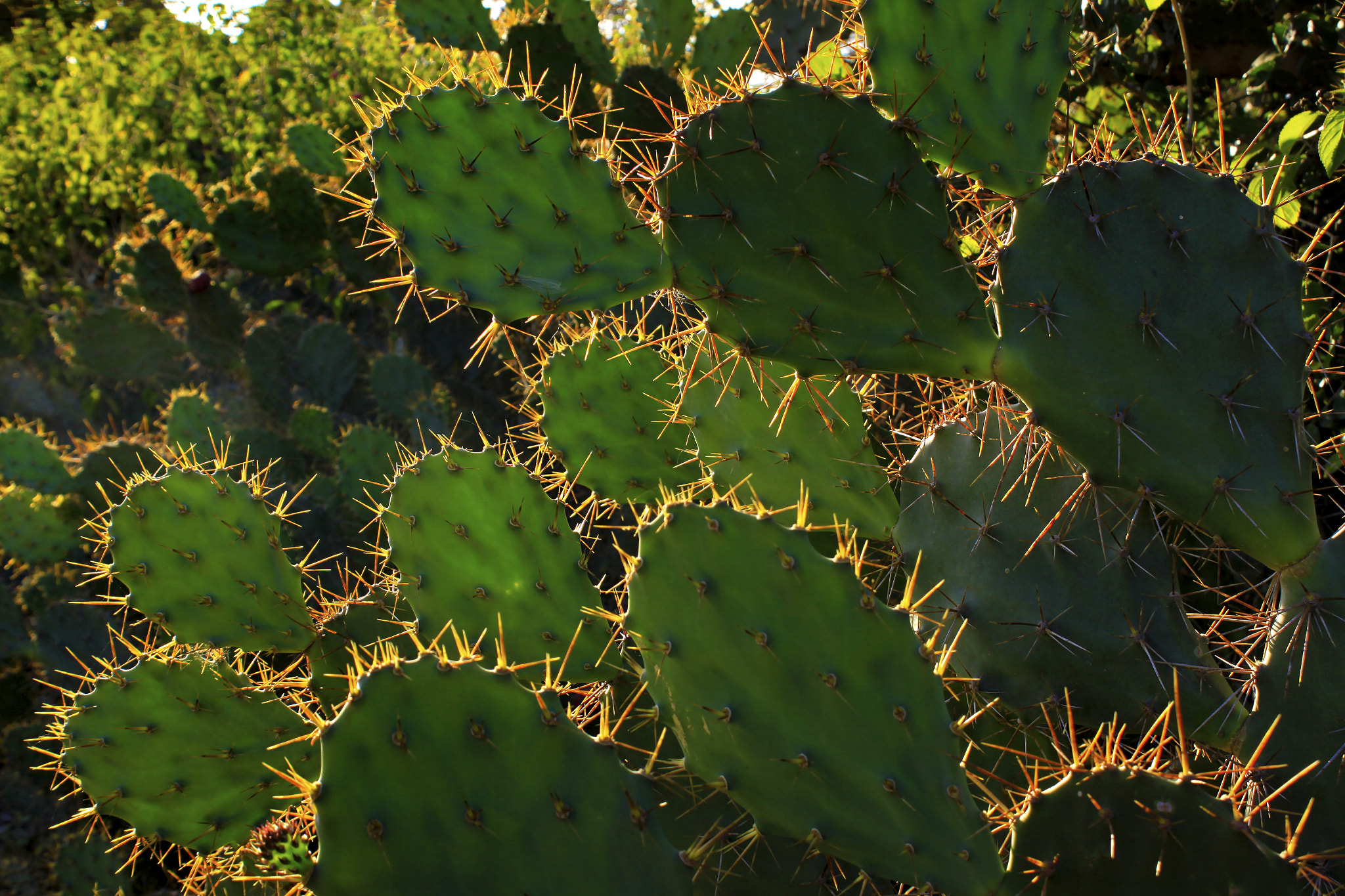 Canon EF-S 18-55mm F3.5-5.6 IS sample photo. Cactus photography