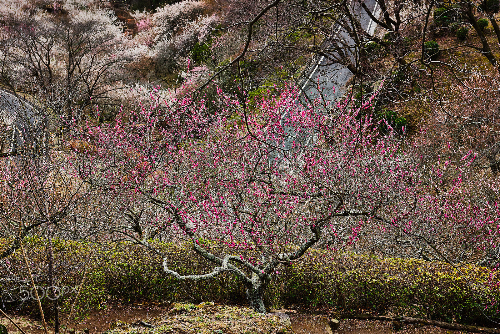 Nikon AF-S Nikkor 24-70mm F2.8G ED sample photo. Red plum photography