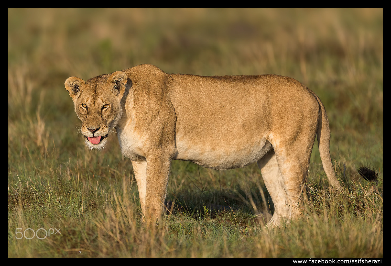 Nikon D5 + Nikon AF-S Nikkor 600mm F4E FL ED VR sample photo. Beauty of the nature photography