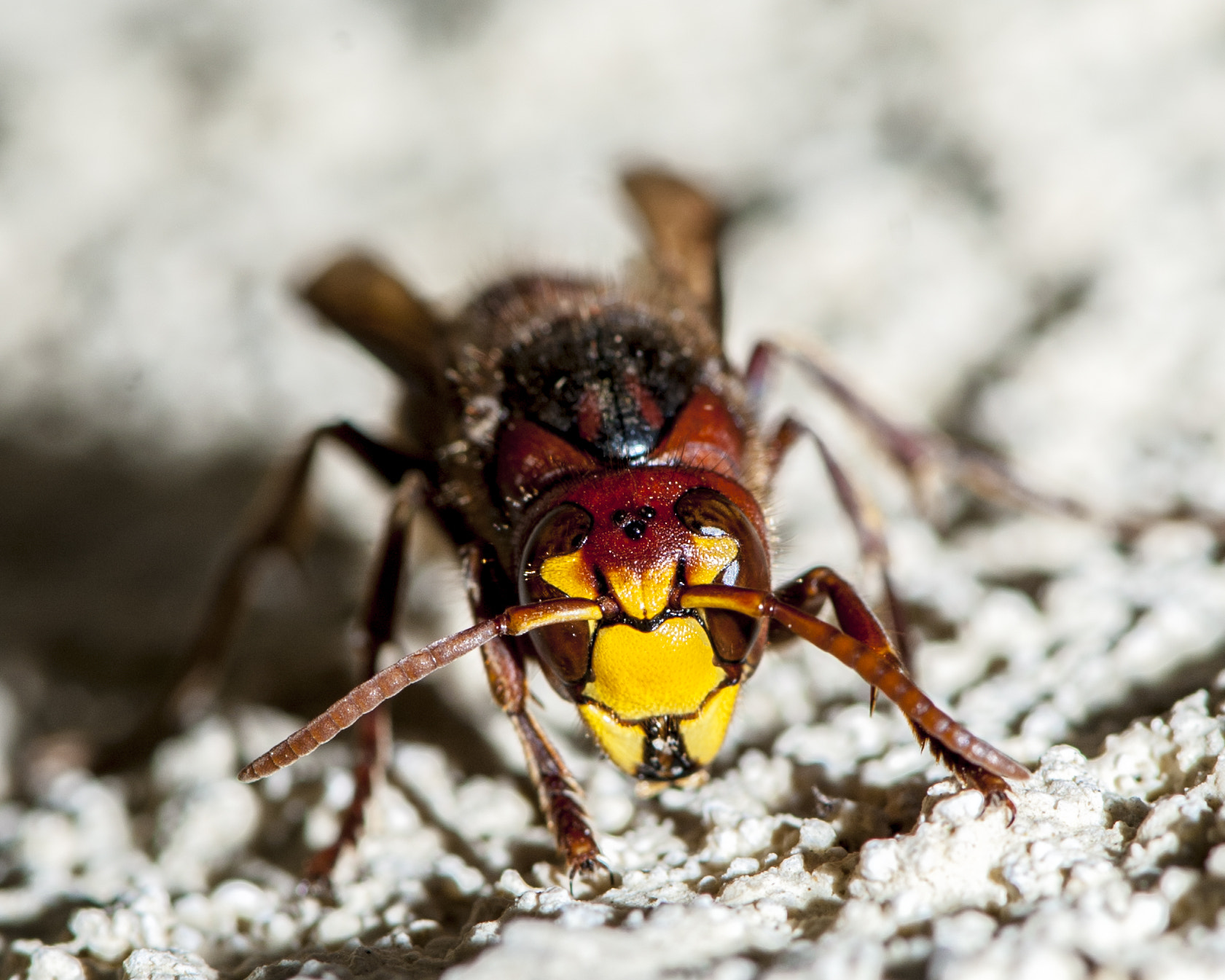 Nikon AF-S Micro-Nikkor 105mm F2.8G IF-ED VR sample photo. Eye 2 eye photography