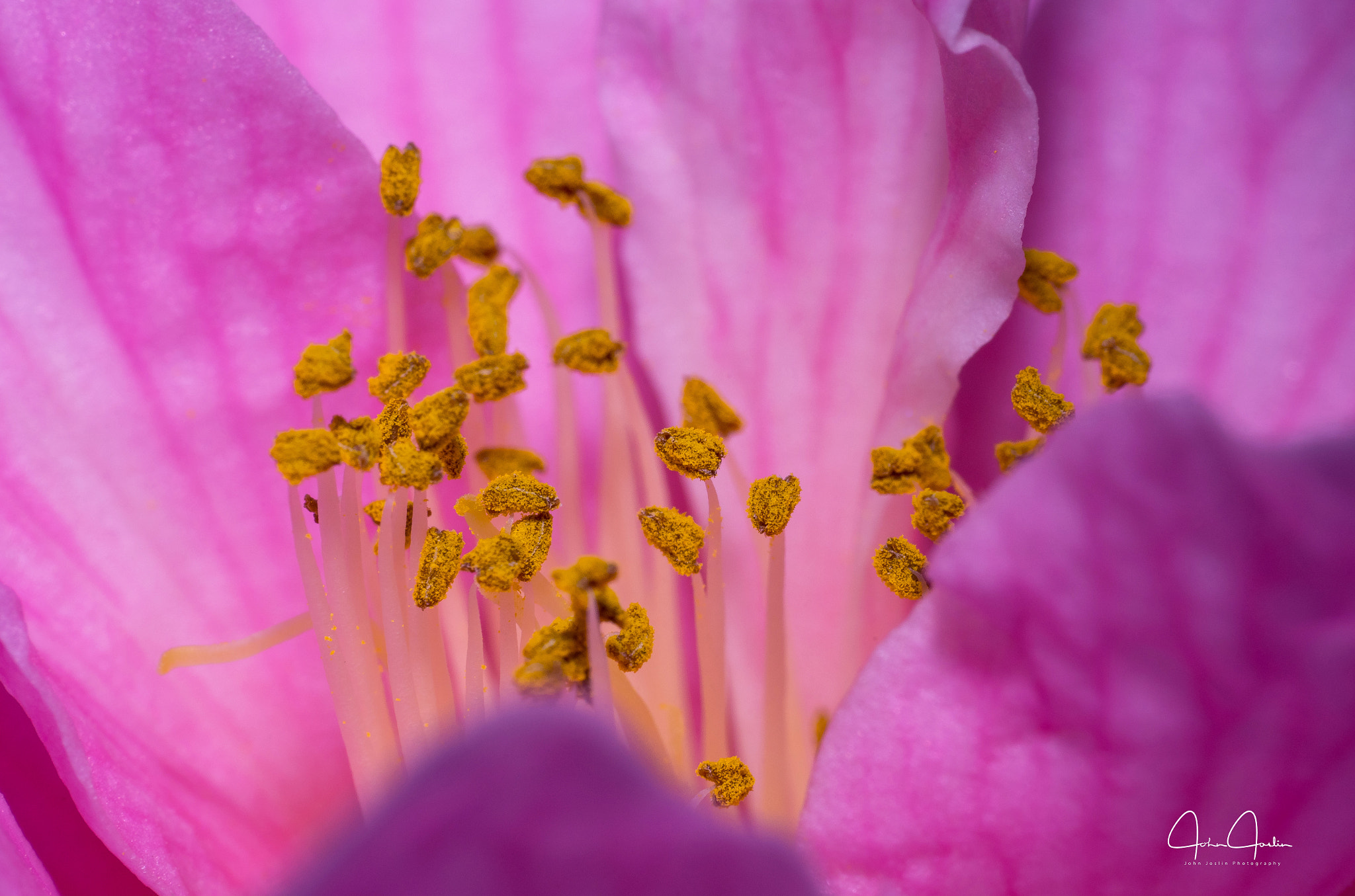 Sony a7 + Sony FE 90mm F2.8 Macro G OSS sample photo. Camellia japonica photography