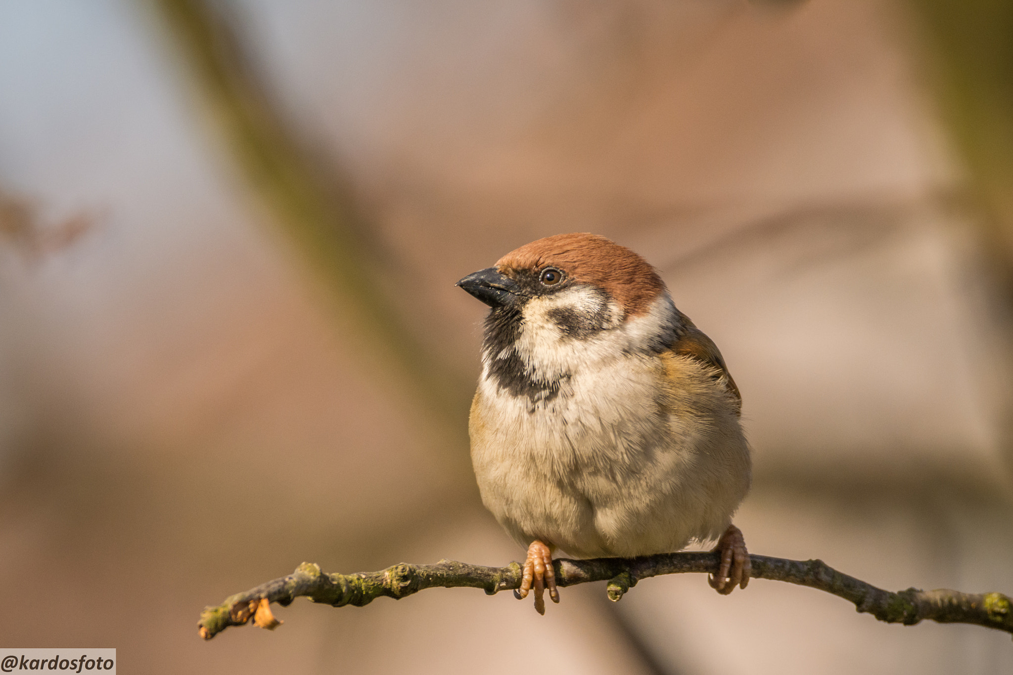 Sigma 150-600mm F5-6.3 DG OS HSM | C sample photo. Az első vendégek egyike photography