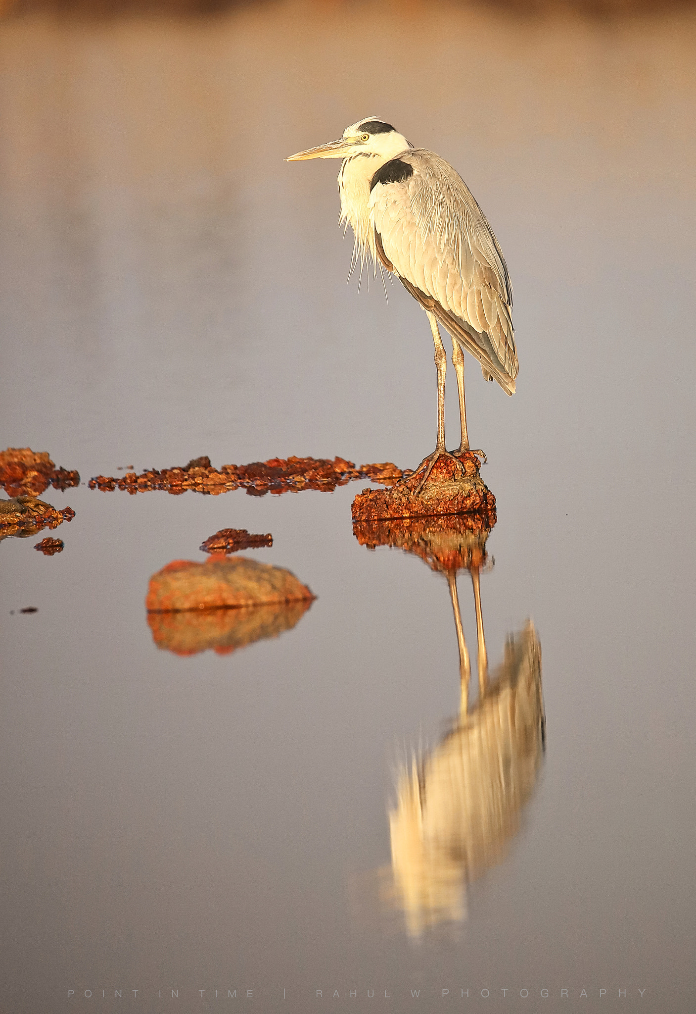 Sigma 150mm f/2.8 EX DG OS HSM APO Macro sample photo. Grey heron photography