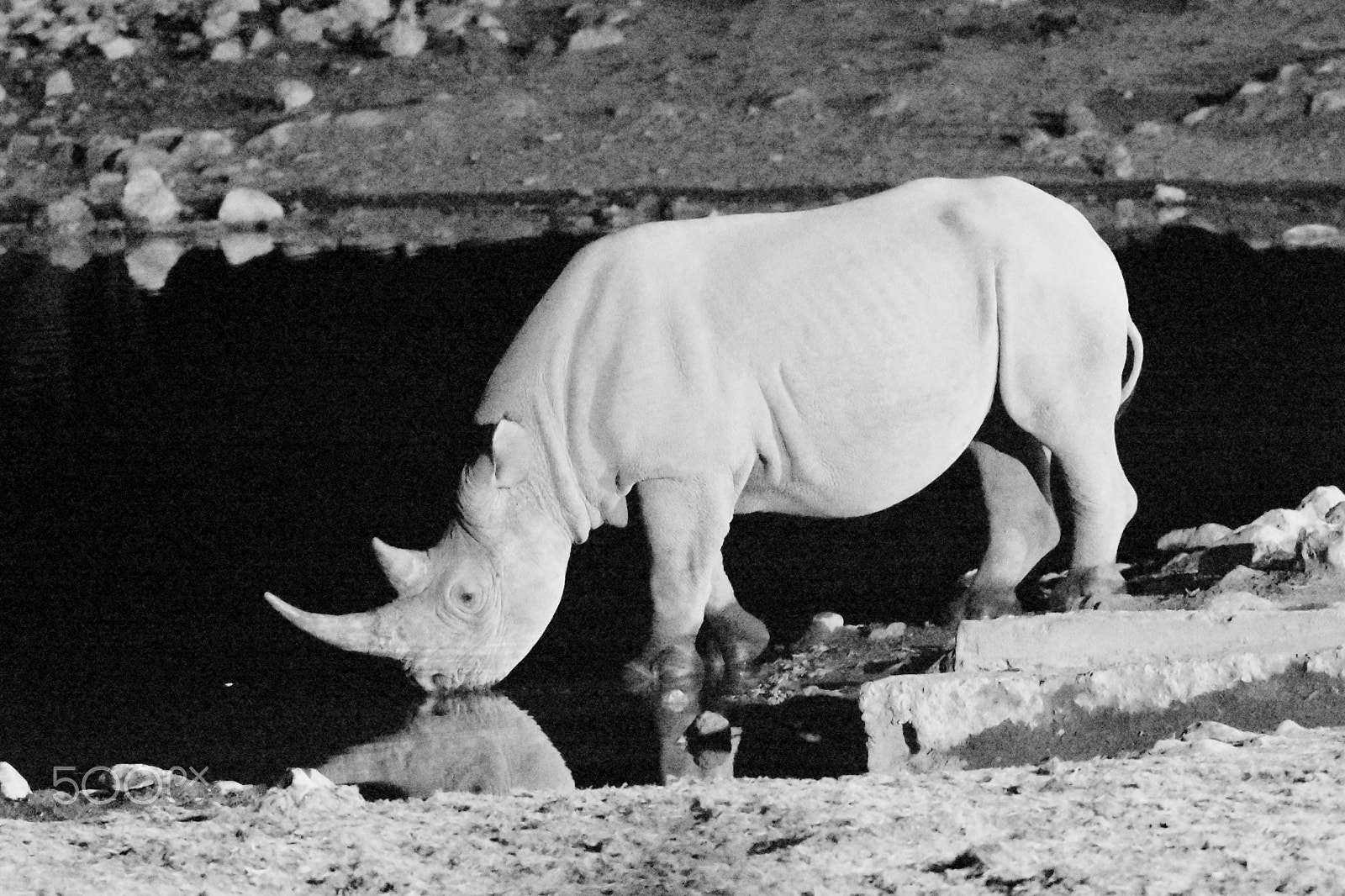 Nikon D7200 + Sigma 150-600mm F5-6.3 DG OS HSM | S sample photo. Black rhino at waterhole photography