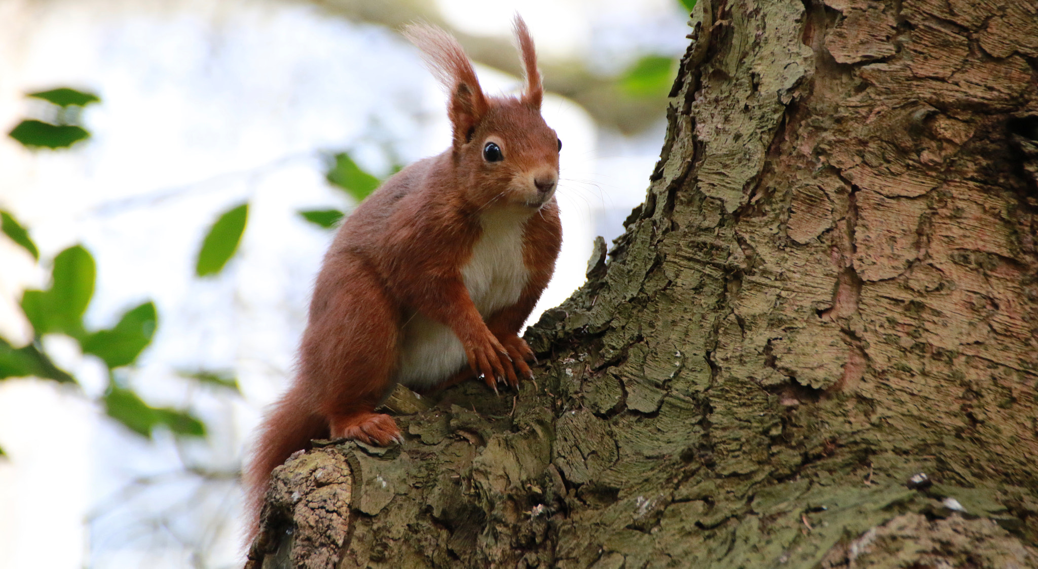 Sigma 18-250mm F3.5-6.3 DC OS HSM sample photo. Wildlife photography