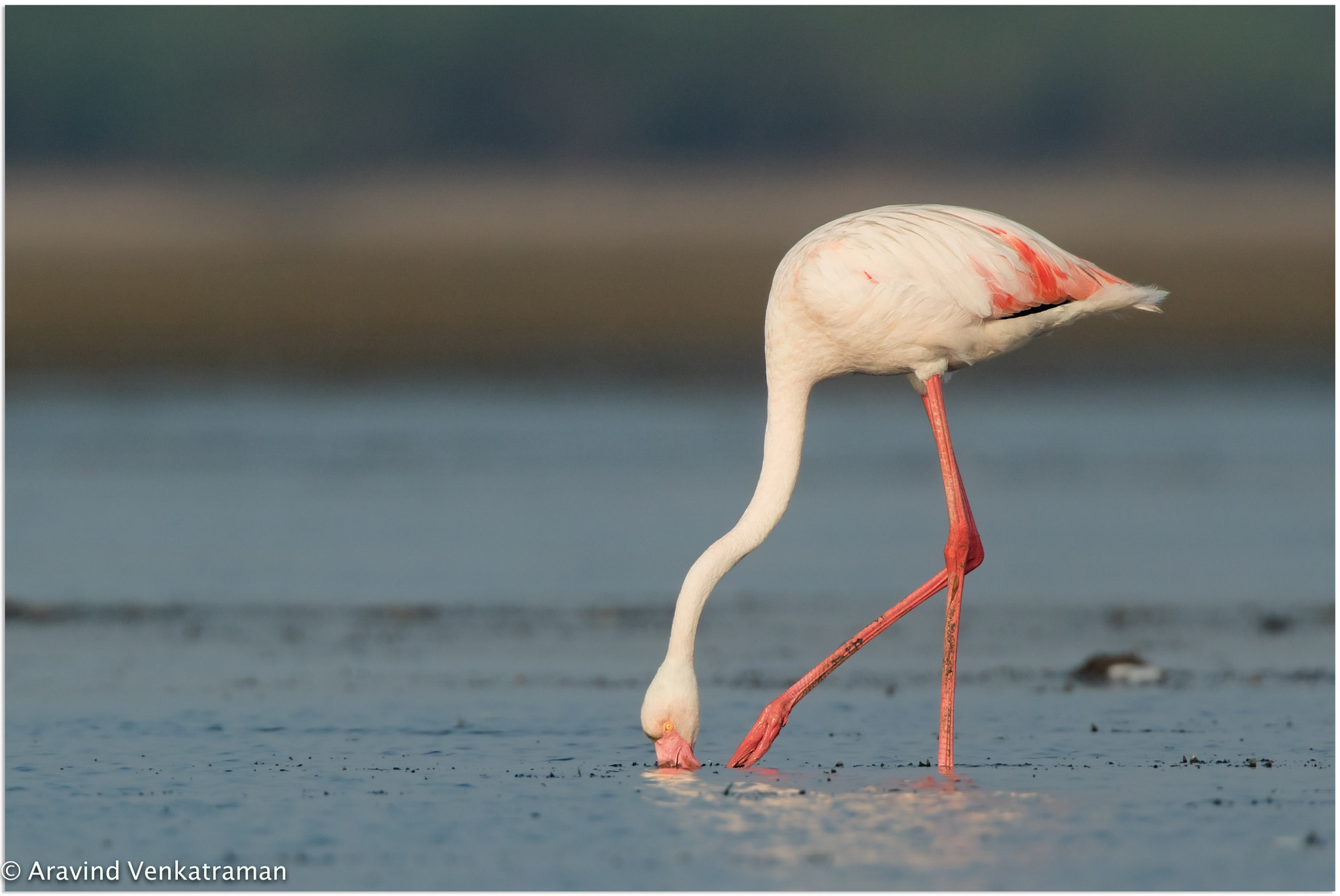 Canon EF 500mm F4L IS USM sample photo. Greater flamingo photography