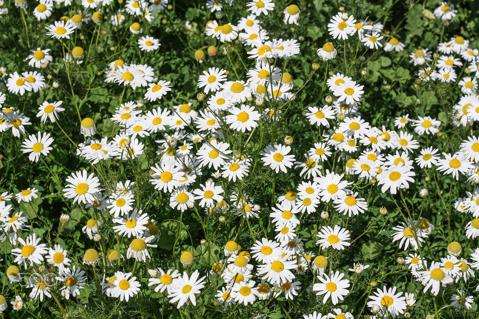 Canon EOS 1000D (EOS Digital Rebel XS / EOS Kiss F) sample photo. Chamomile field, green grass, summer photo photography