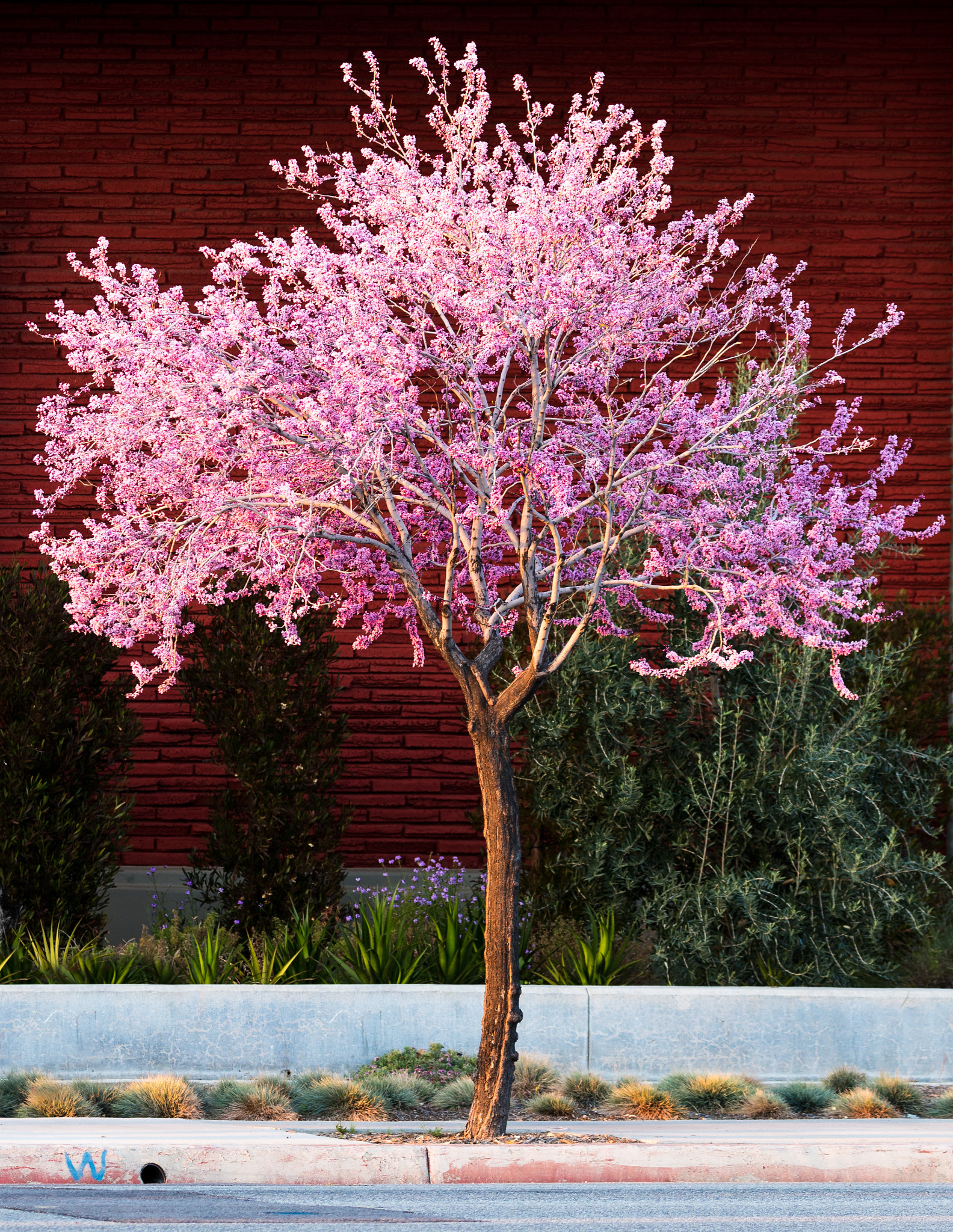 Canon EOS 5DS R sample photo. Plum tree photography