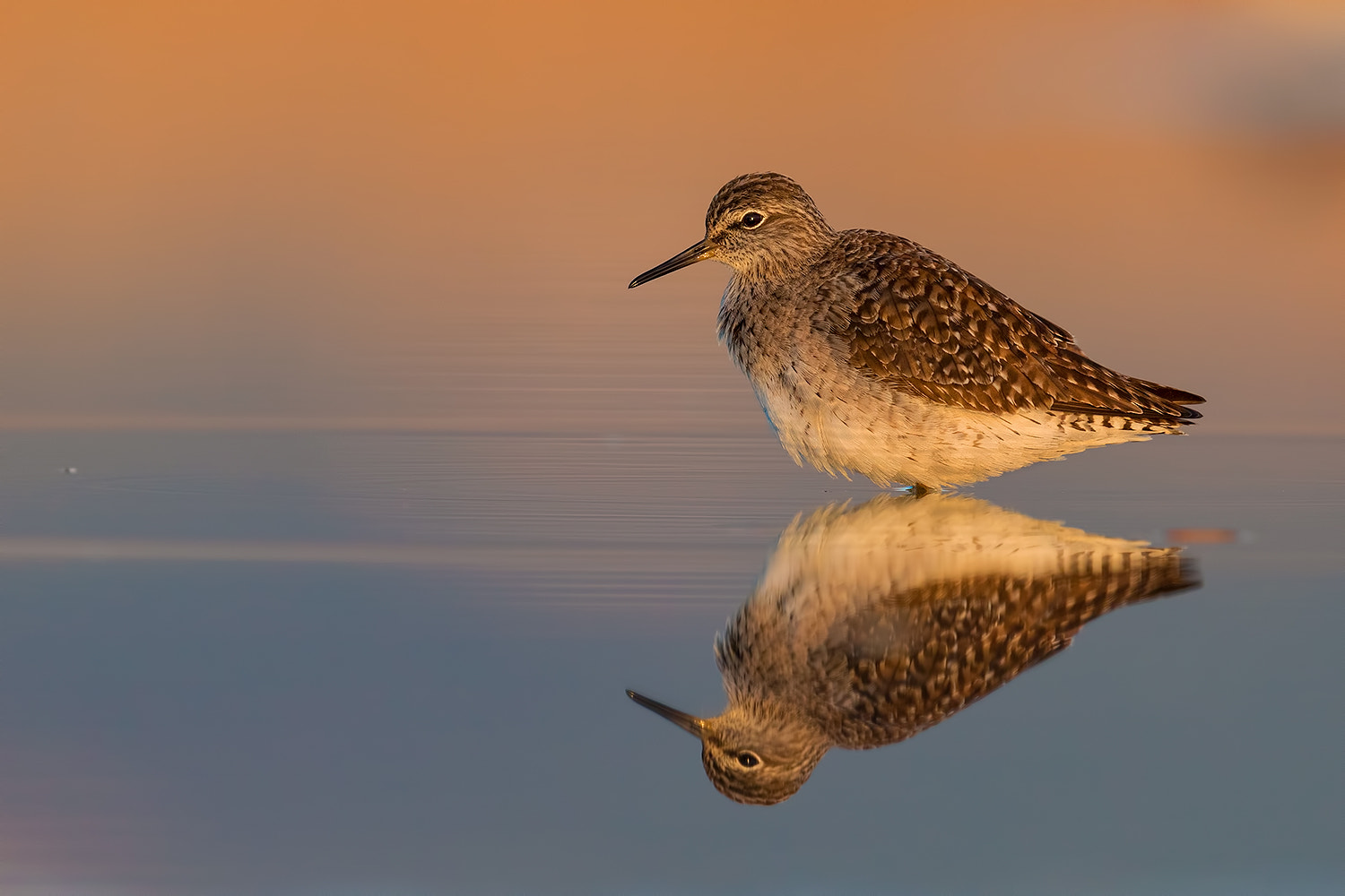 Canon EF 600mm F4L IS II USM sample photo. Sandpiper mirror photography