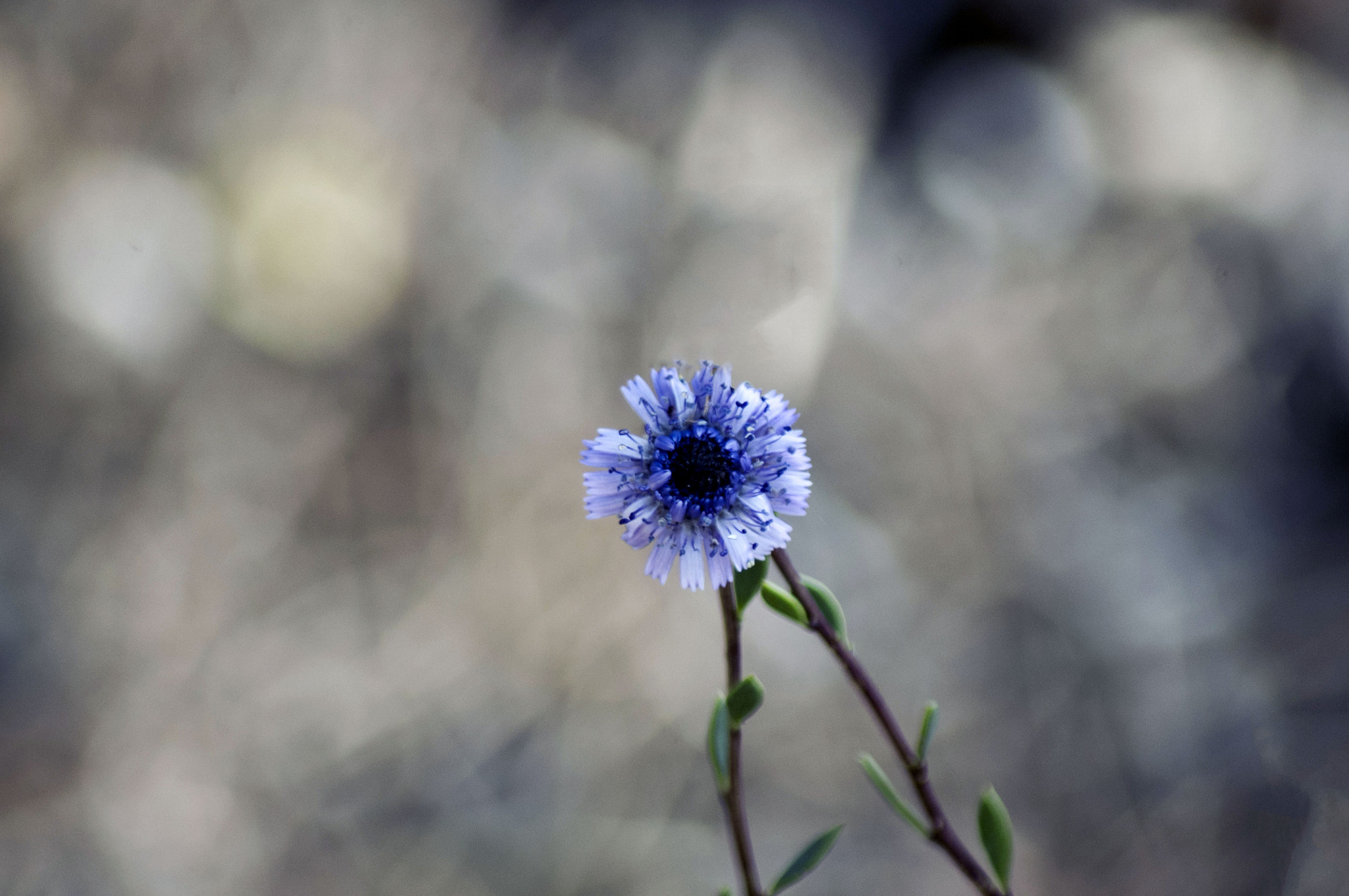 Pentax K-x sample photo. Globularia alypum photography