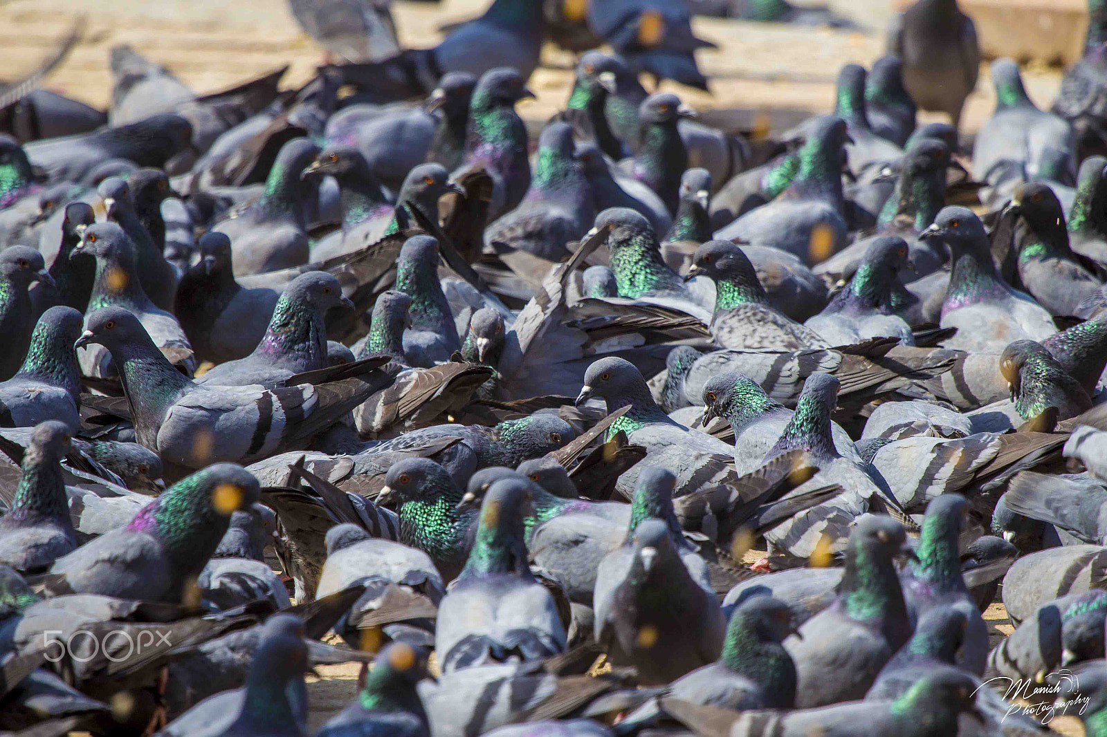 Canon EF 100-400mm F4.5-5.6L IS USM sample photo. Pigeon photography