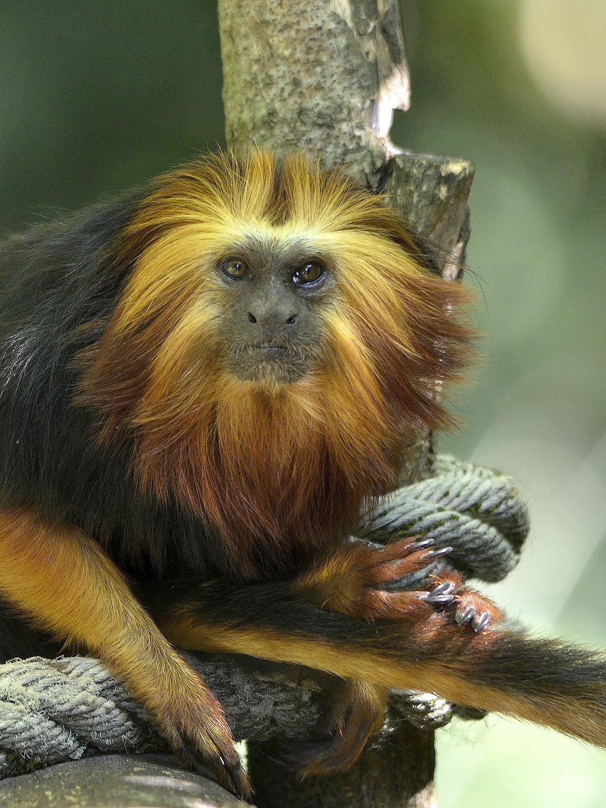 Sigma 150-500mm F5-6.3 DG OS HSM sample photo. Golden-headed lion tamarin photography