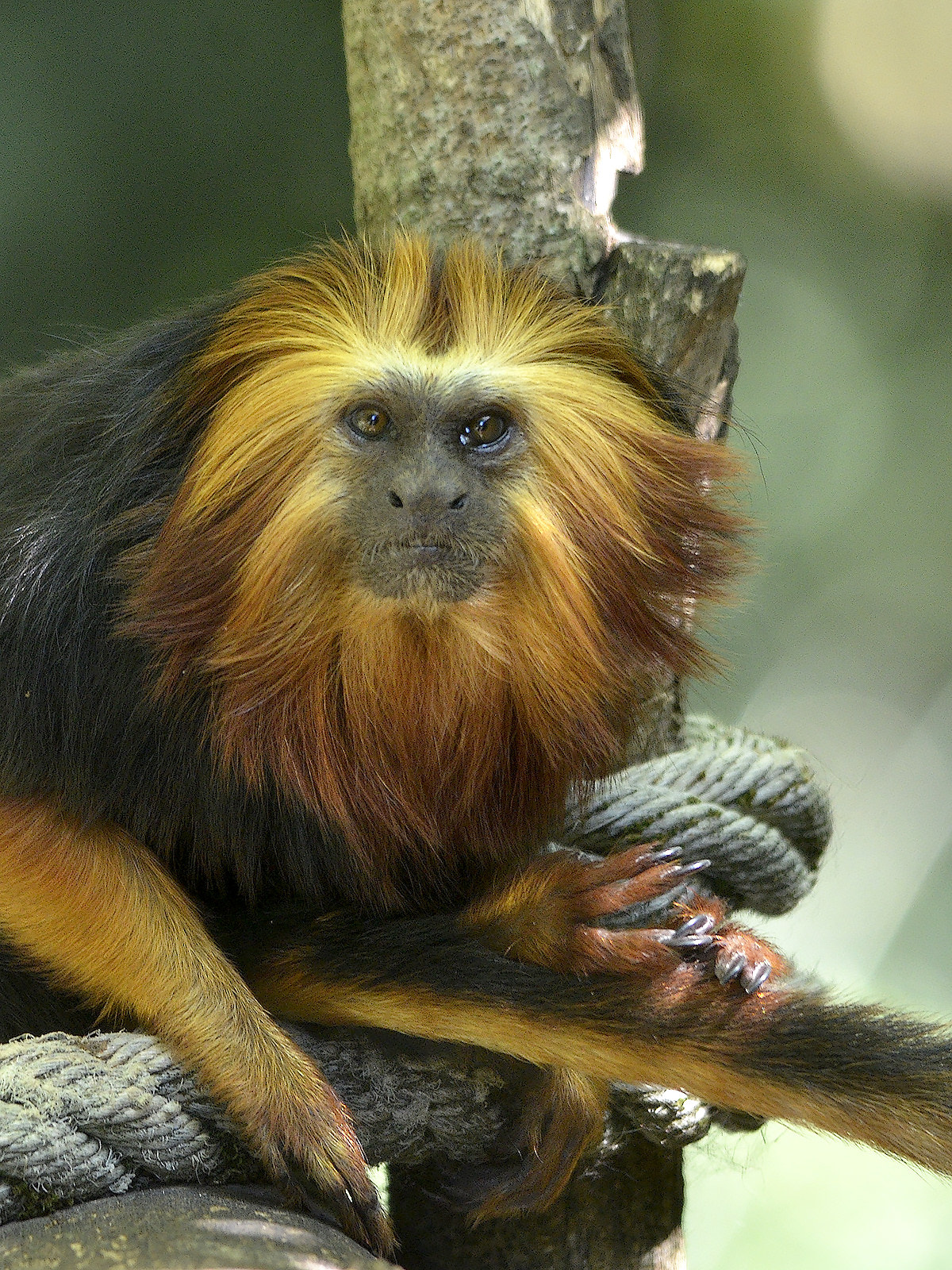 Nikon D7000 + Sigma 150-500mm F5-6.3 DG OS HSM sample photo. Golden-headed lion tamarin photography