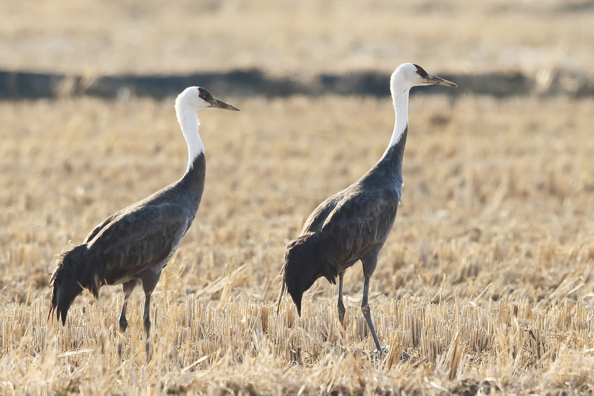 Canon EF 400mm F2.8L IS II USM sample photo. Hooded crane photography