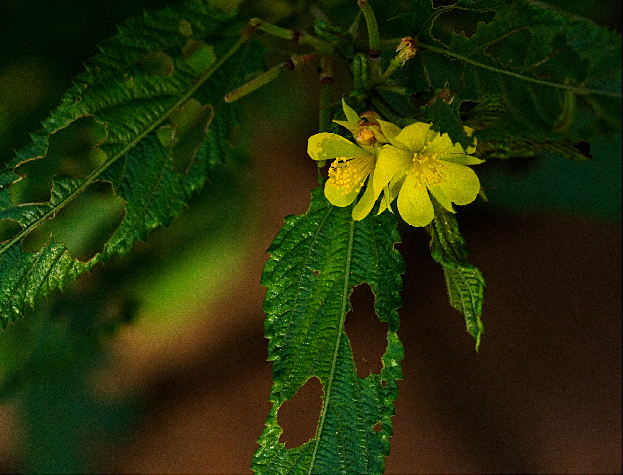 18.0 - 135.0 mm sample photo. Yellow flower tattered leaves photography