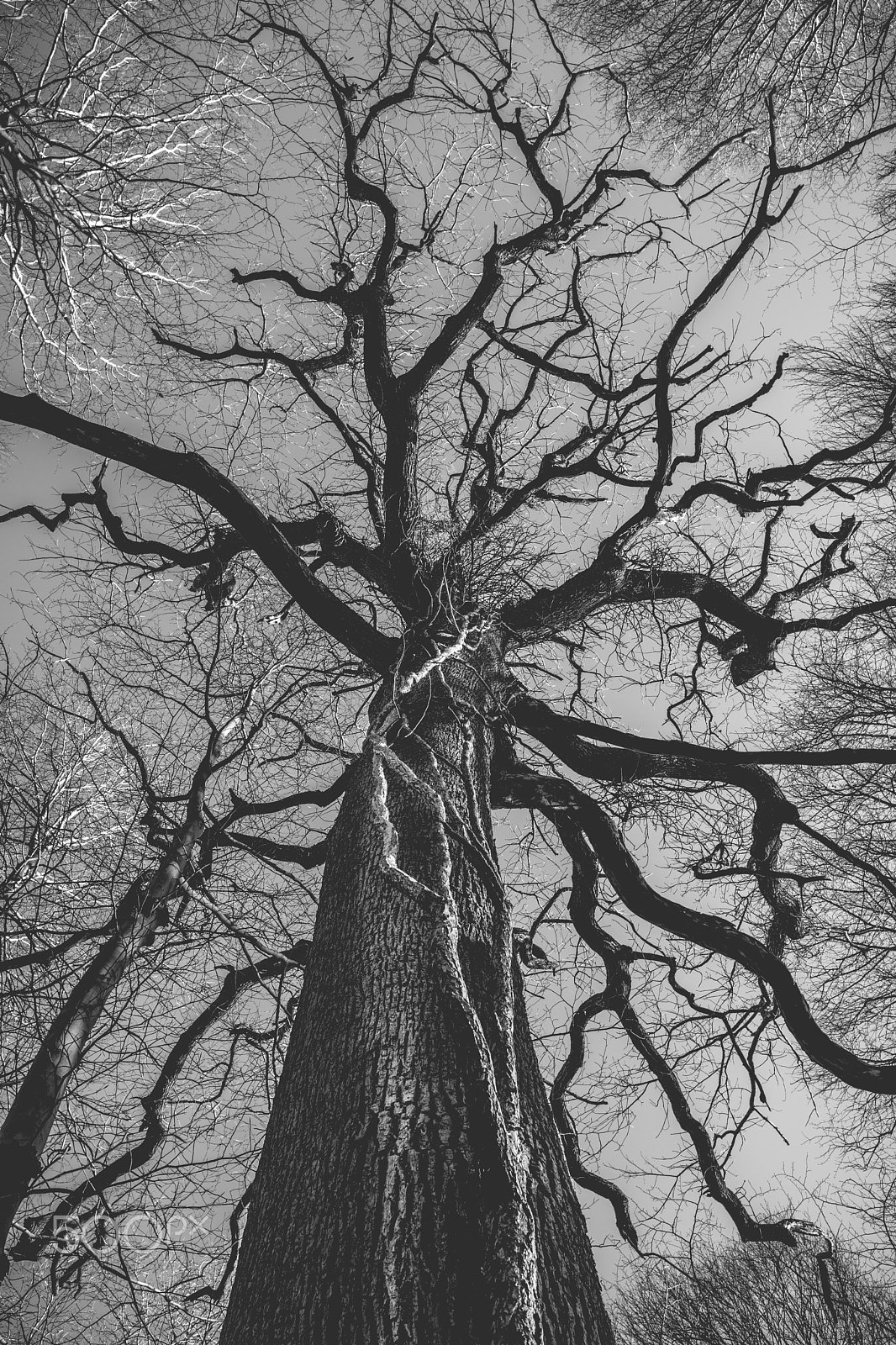 Sony a6000 sample photo. An evil spirit lives in this tree photography