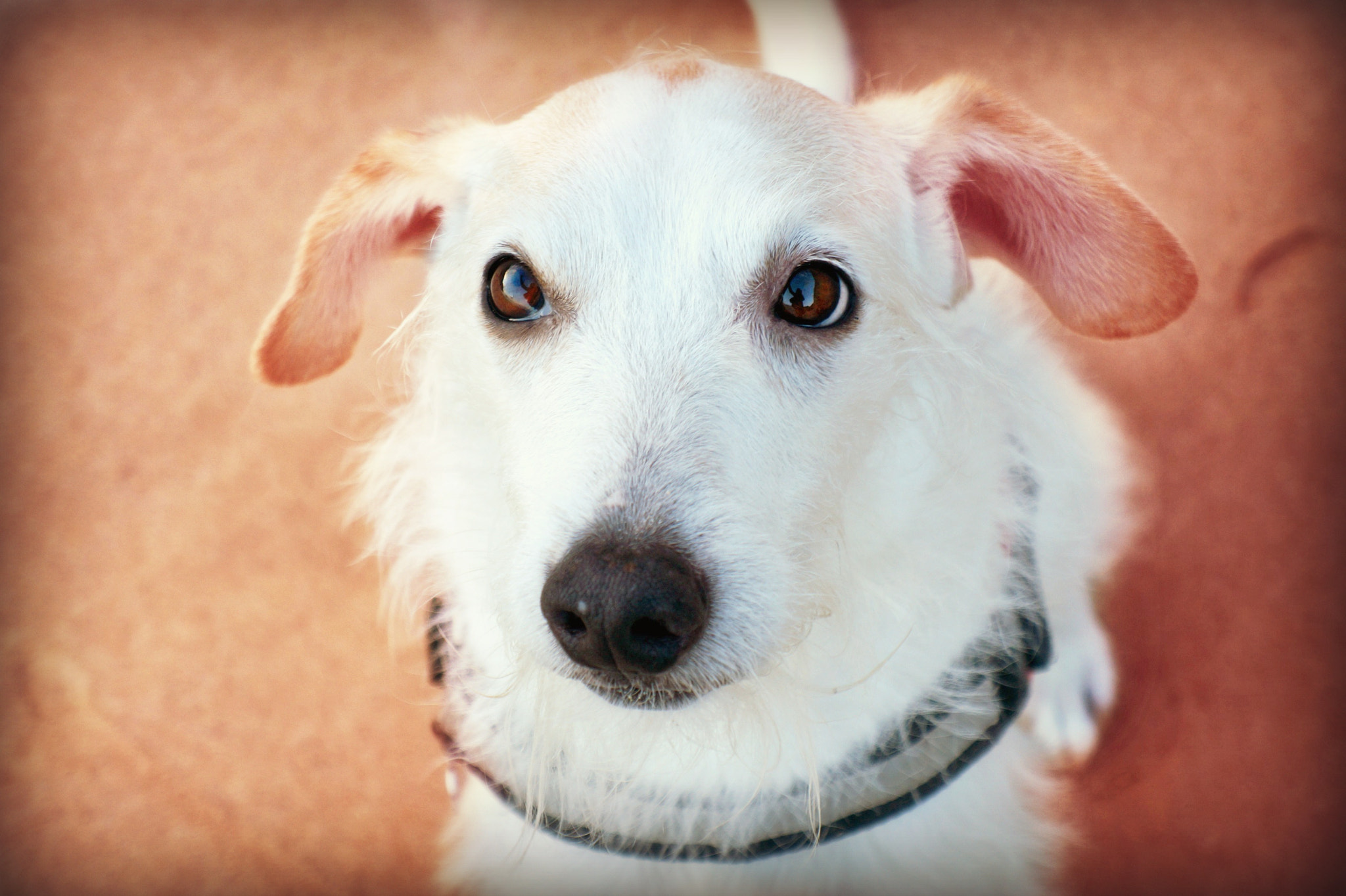 Sony E 18-55mm F3.5-5.6 OSS sample photo. Cuteness overload photography
