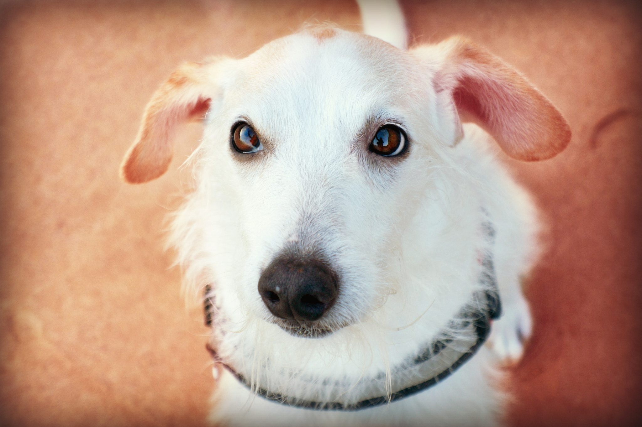 Sony Alpha a3000 + Sony E 18-55mm F3.5-5.6 OSS sample photo. Cuteness overload photography