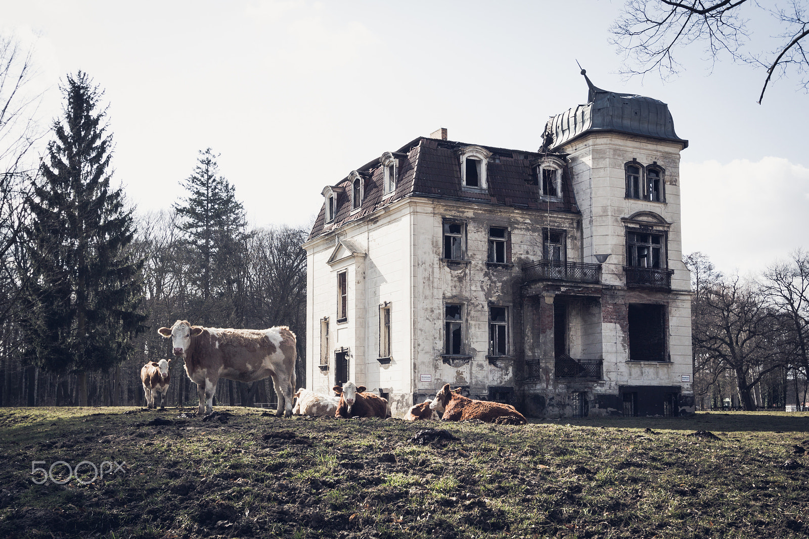 Canon EF-S 10-22mm F3.5-4.5 USM sample photo. The cows at the burnt out ruin i photography