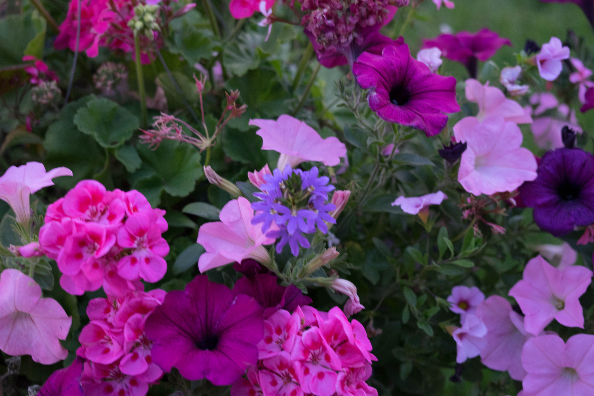 Sony FE 70-300mm F4.5-5.6 G OSS sample photo. Flowers photography